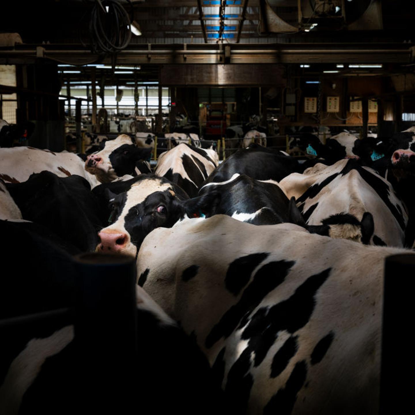 Cows queuing for their midway milking at United Dreams Dairy, in North Freedom, Wisconsin on May 8, 2024.