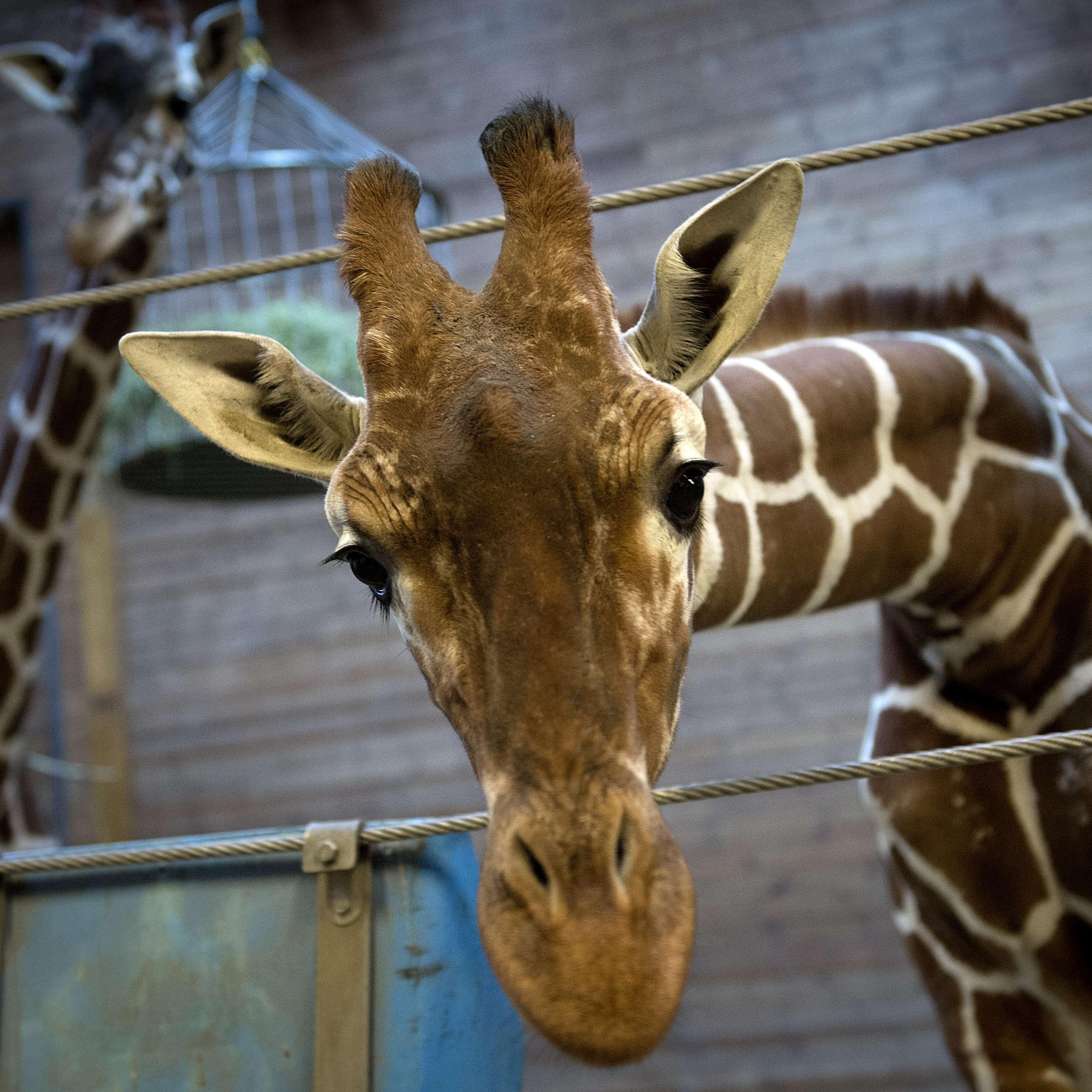 Marius the giraffe at Copenhagen zoo, on Feb. 7, 2014.