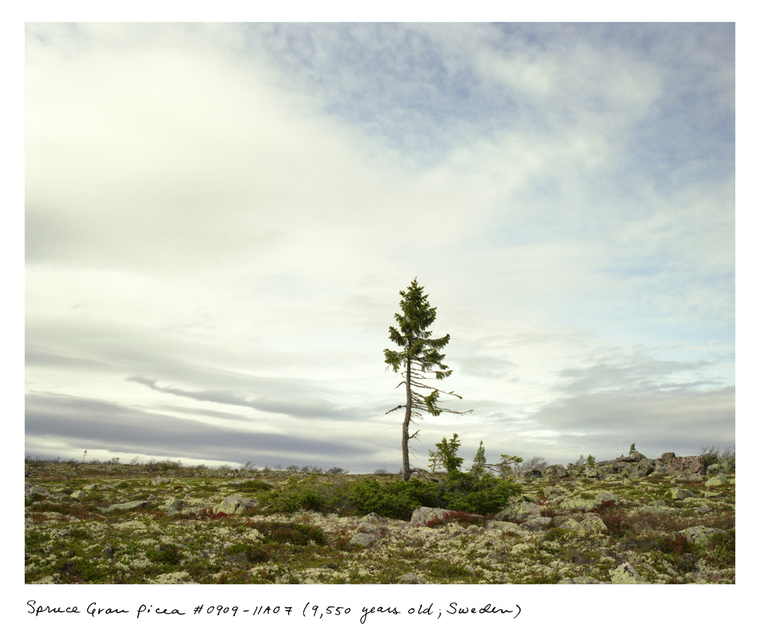 This 9,950-year-old tree is like a portrait of climate change. The mass of branches near the ground grew the same way for roughly 9,500 years, but the new, spindly trunk in the center is only 50 or so years old, caused by warming at the top of this mount