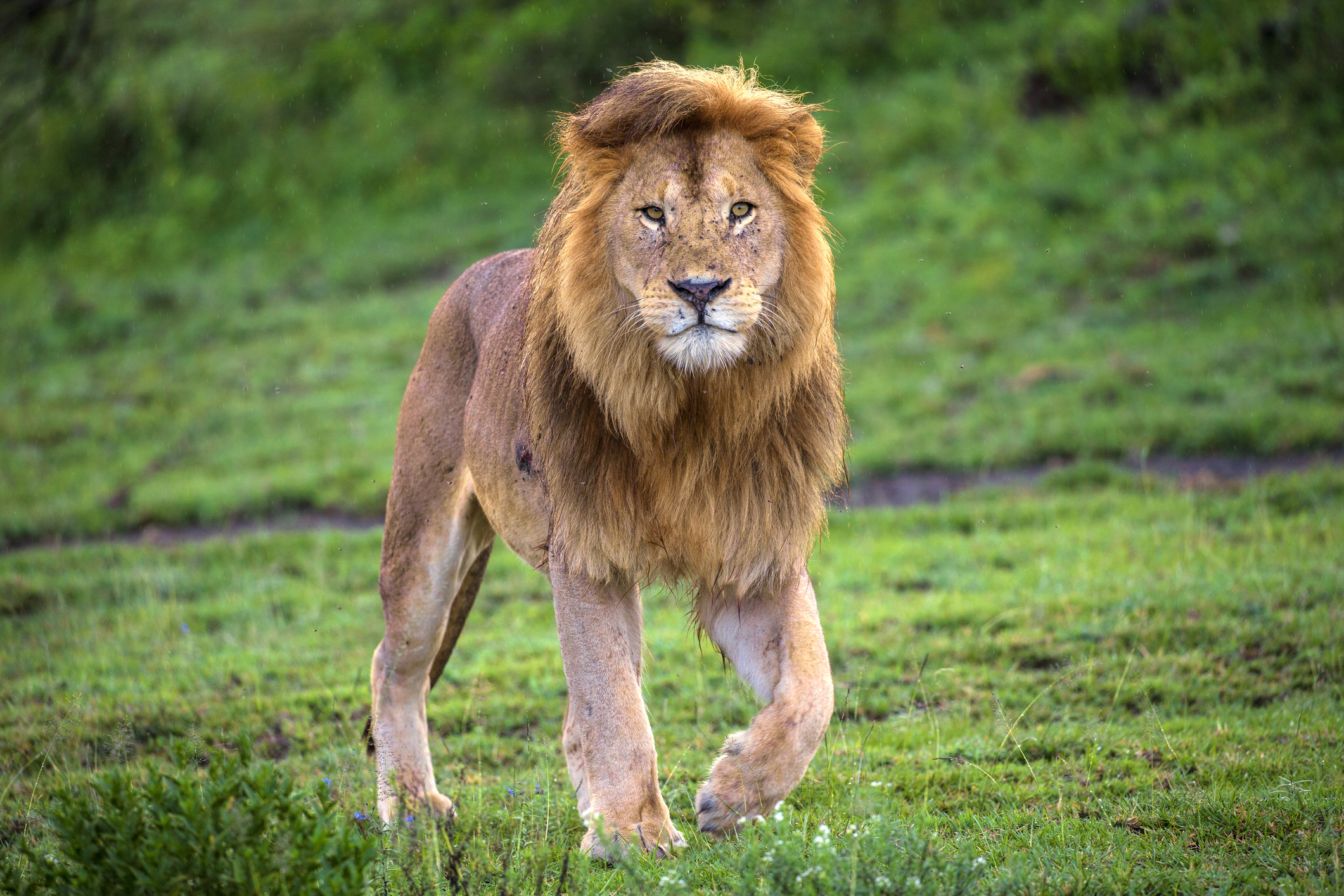 Lion Kills 1 Worker After Escaping North Carolina Enclosure