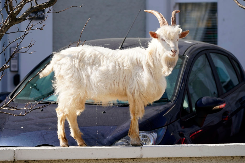 Goats Roam Welsh Town As Coronavirus Lockdown Empties Its Streets