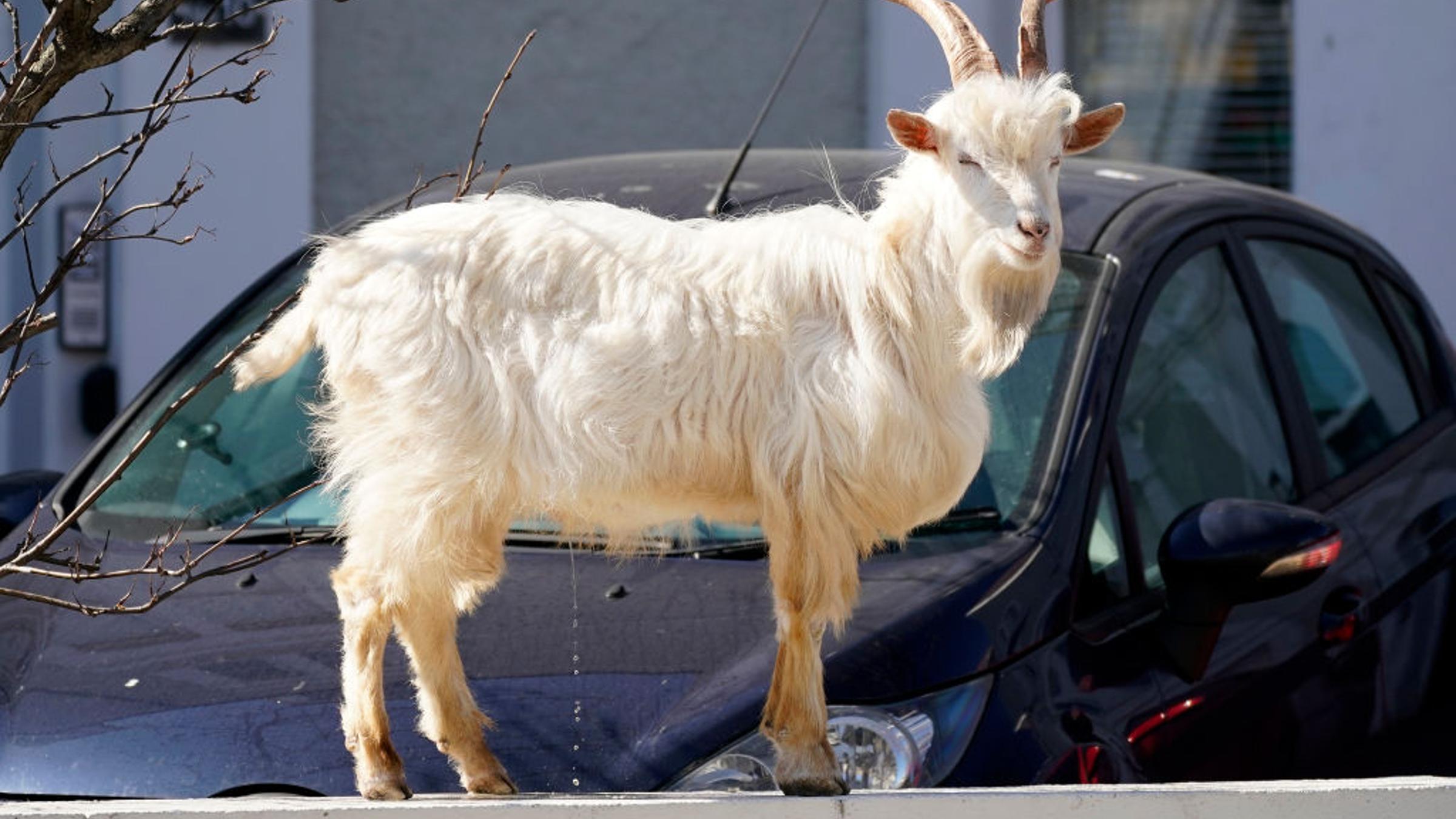 Goats Roam Welsh Town As Coronavirus Lockdown Empties Its Streets