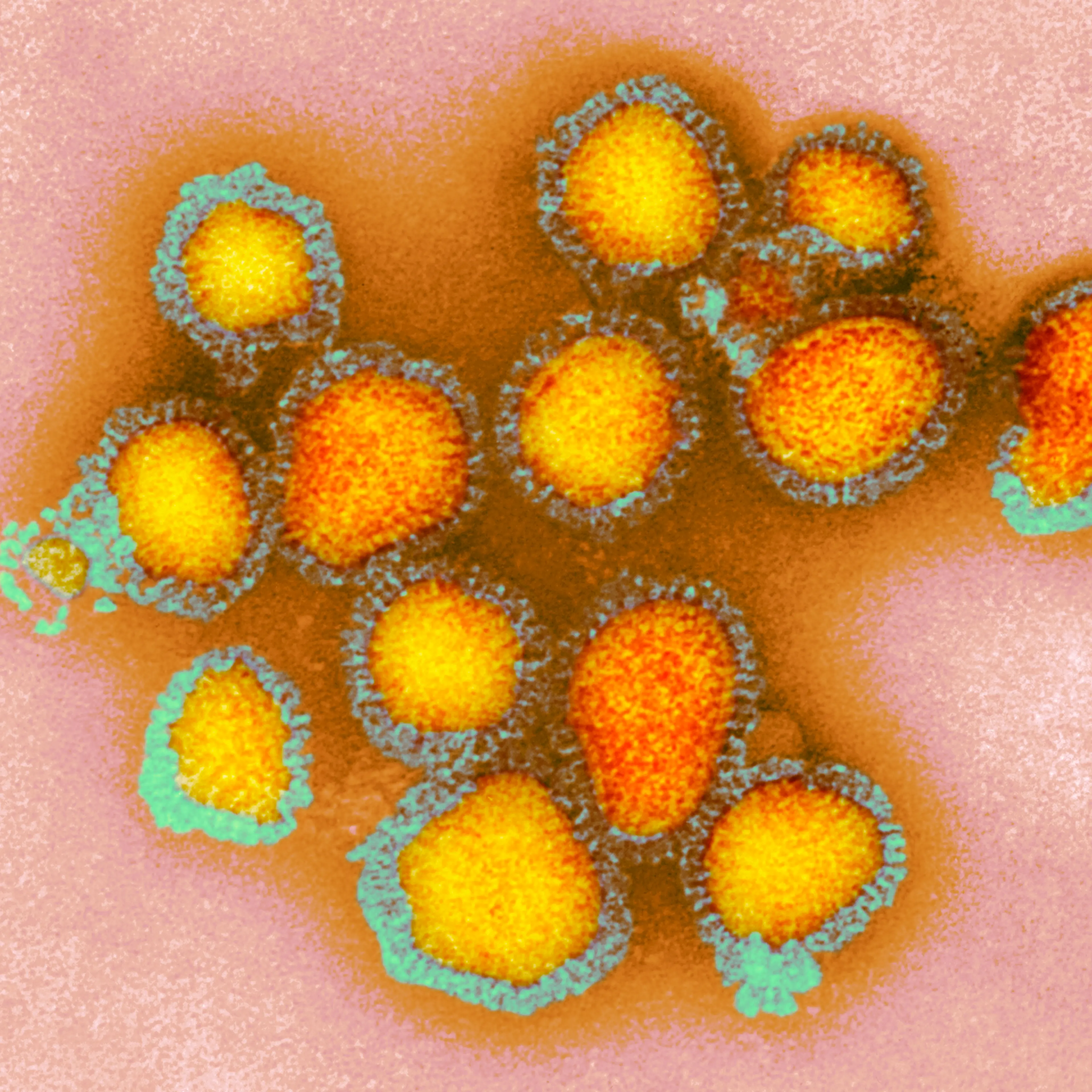 influenza virus