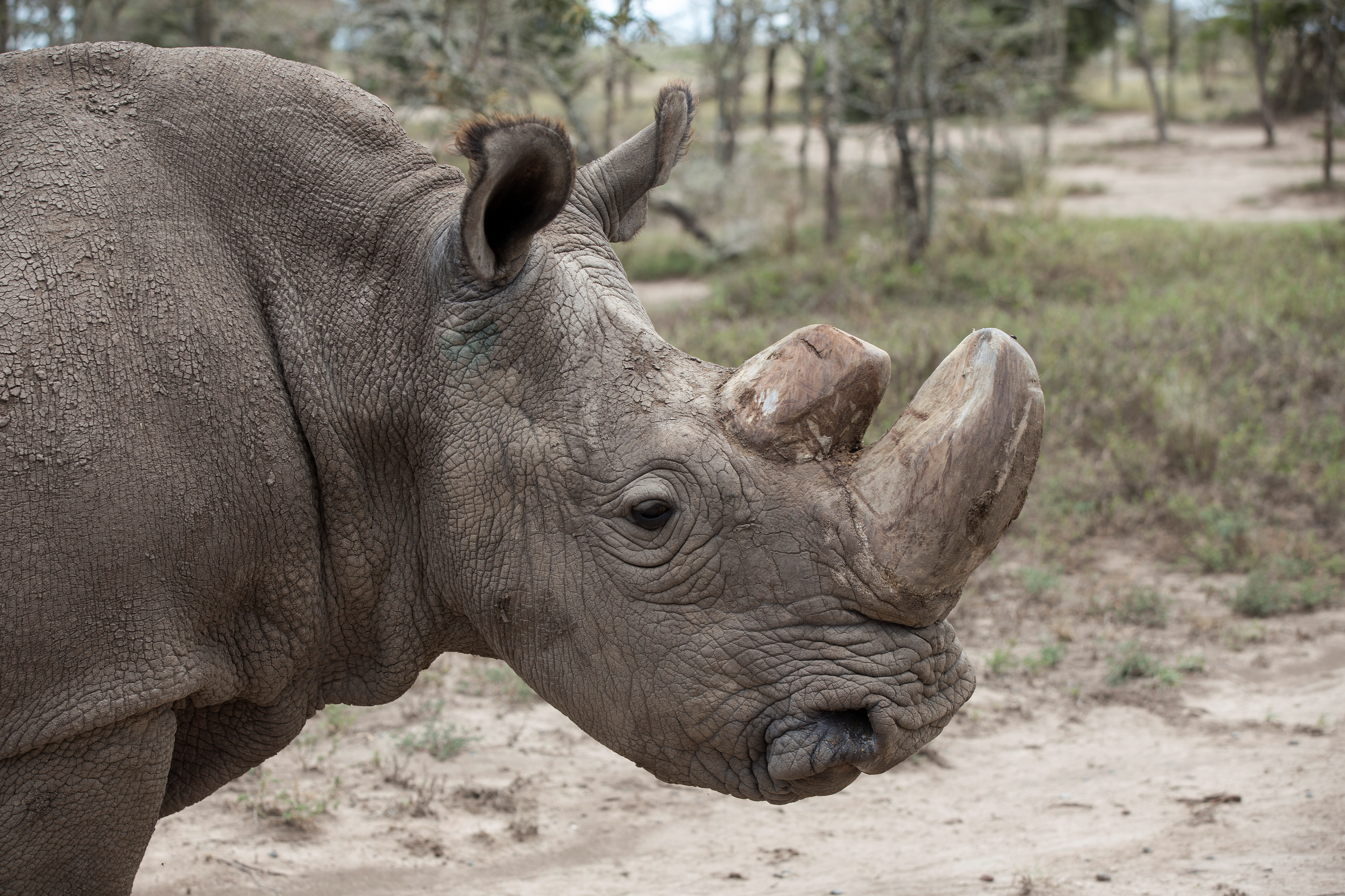 World's Last Male Northern White Rhino Has Died