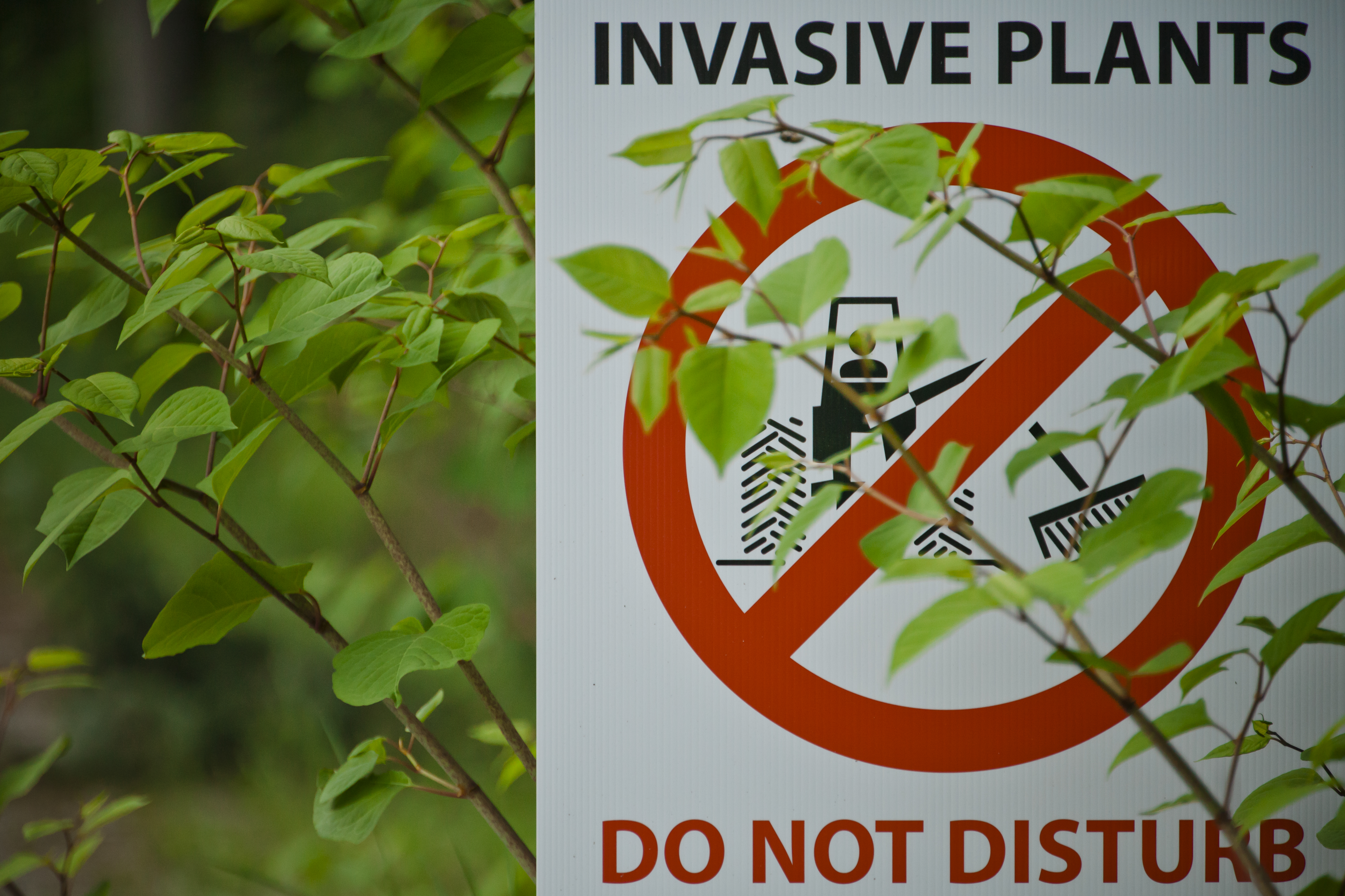 Invasive Species Harm These Countries and Cost Billions