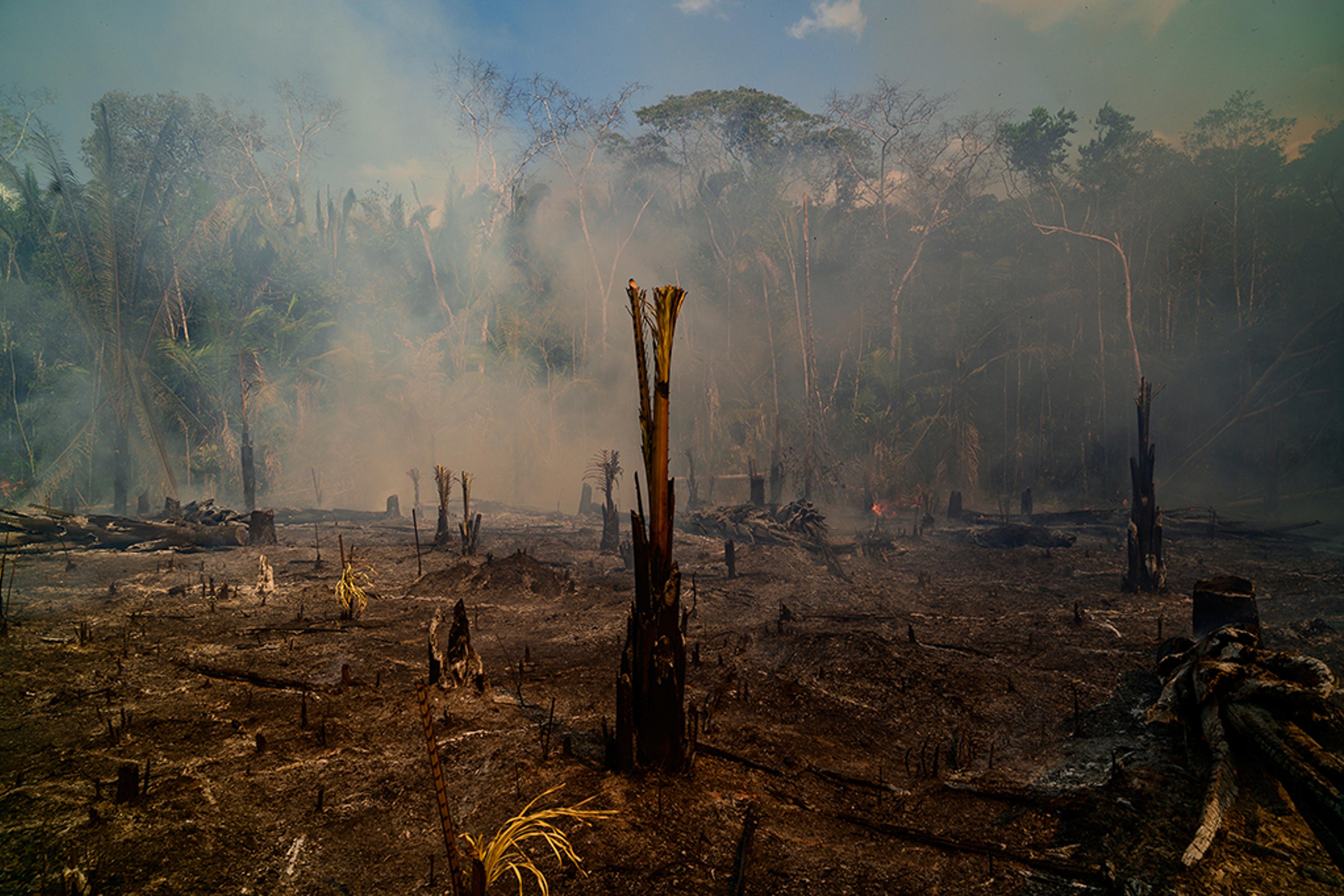 Smoke rises amid destroyed trees near Realidade on Aug. 26.