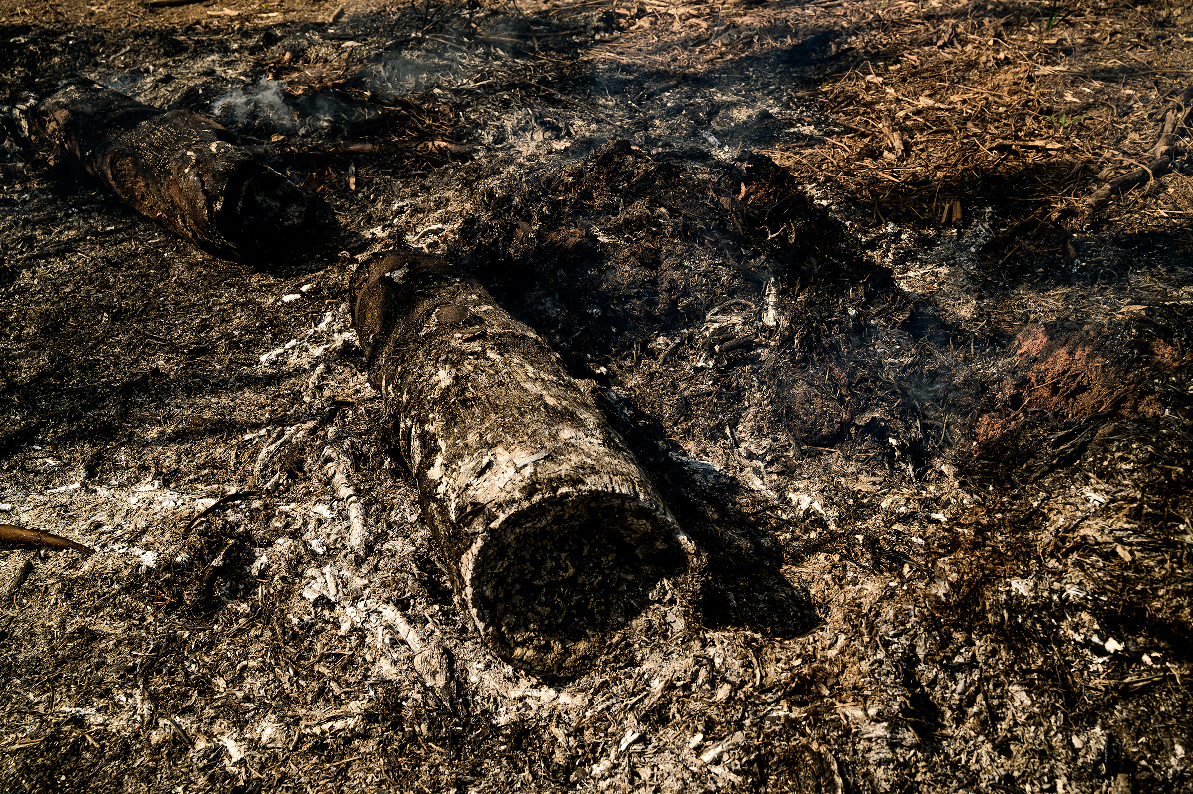 A burned tree in Realidade, Brazil, on Aug. 26.