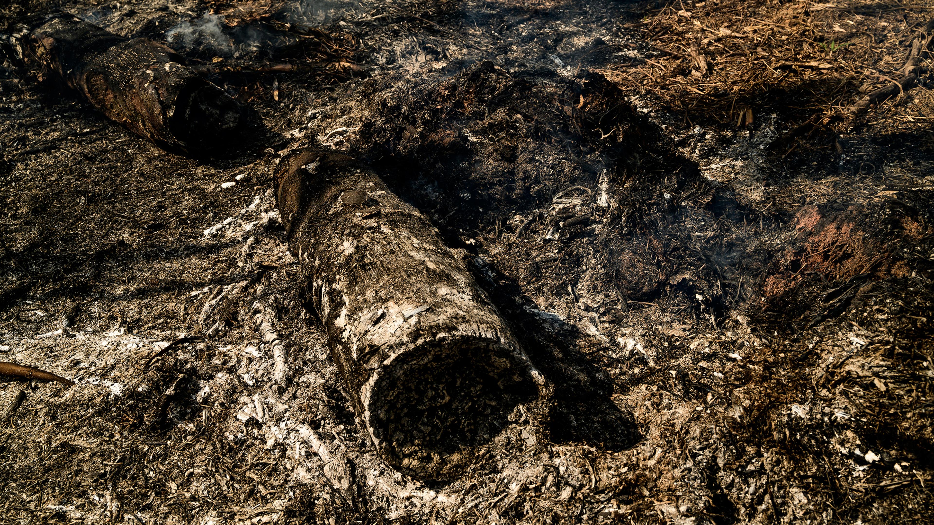 A burned tree in Realidade, Brazil, on Aug. 26.