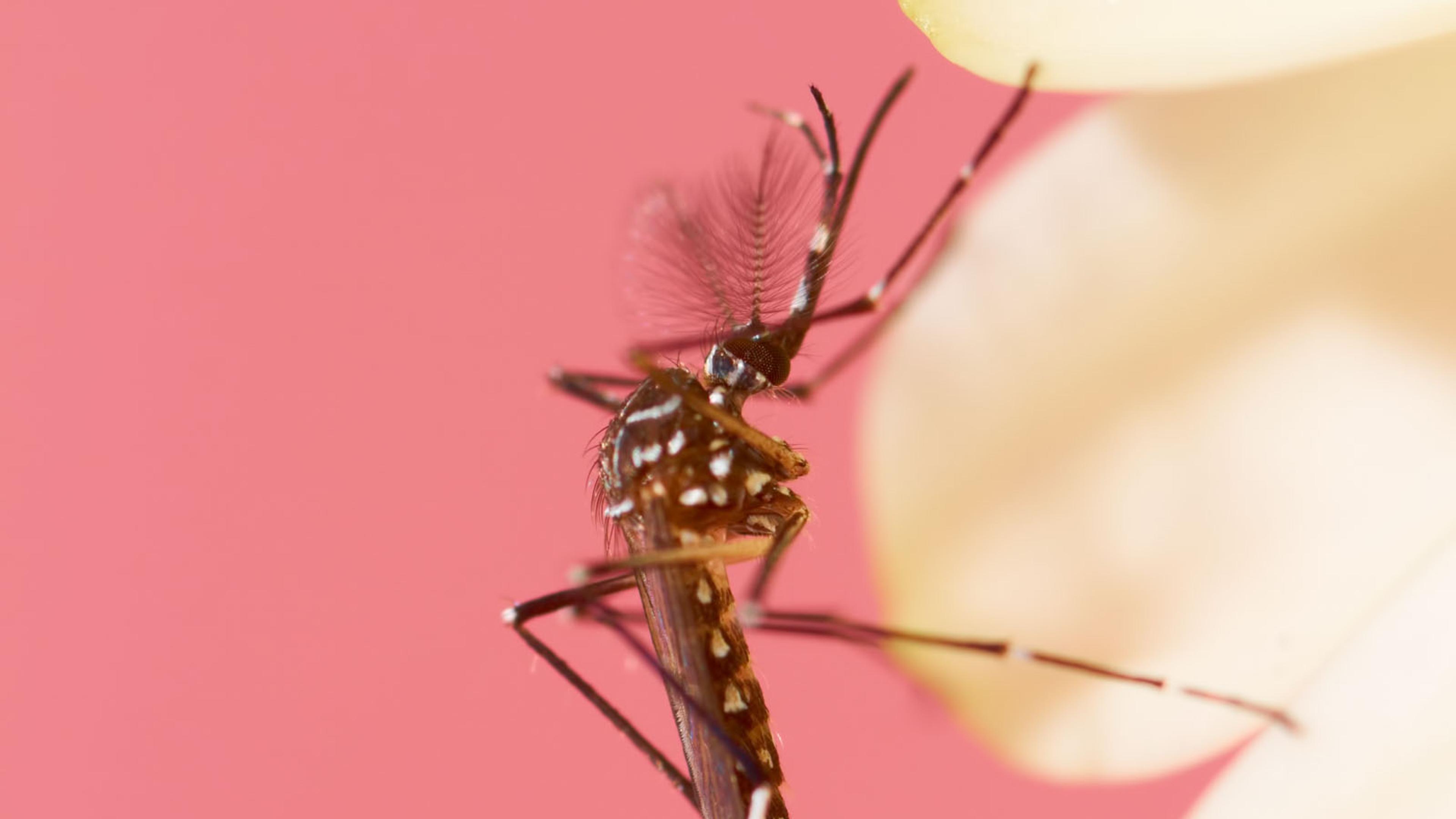 Mosquitoes Can Learn to Love Insect Repellant, Scientist Reveal