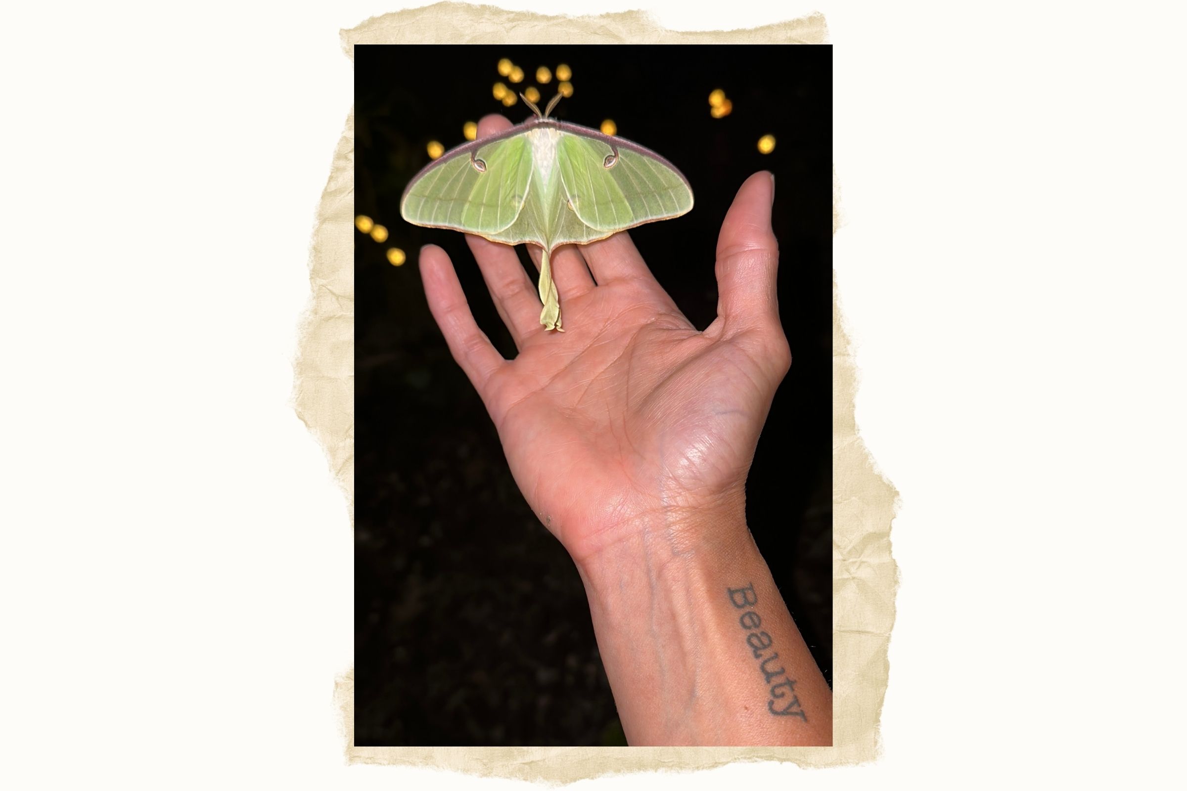 The Luna Moth that Saved Me