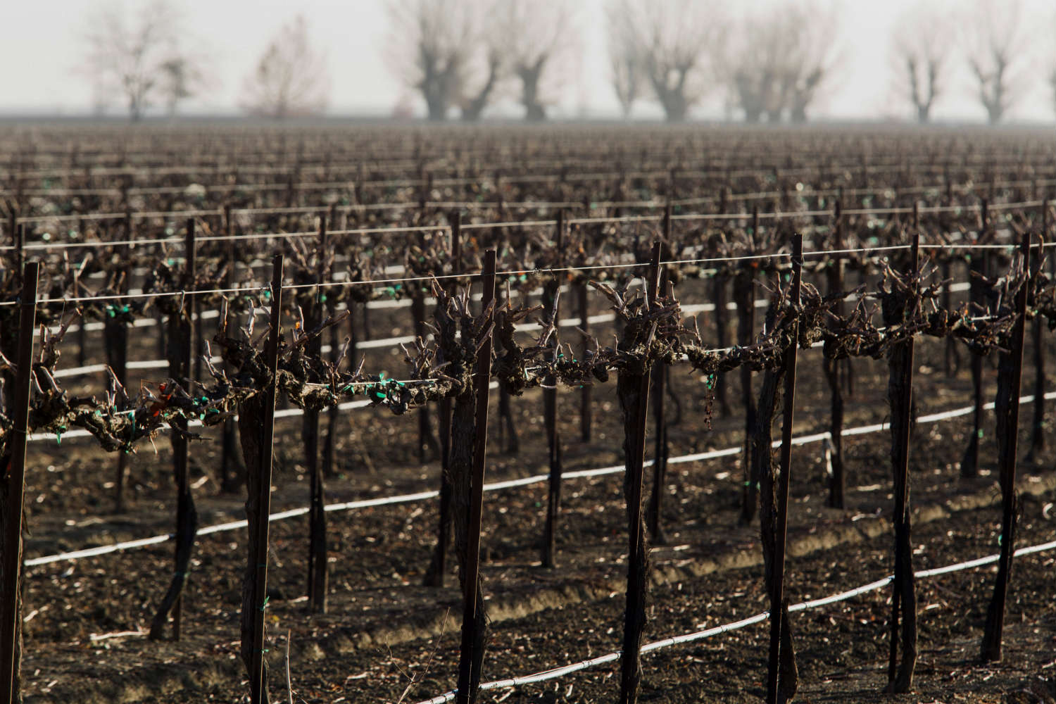 California drought farms