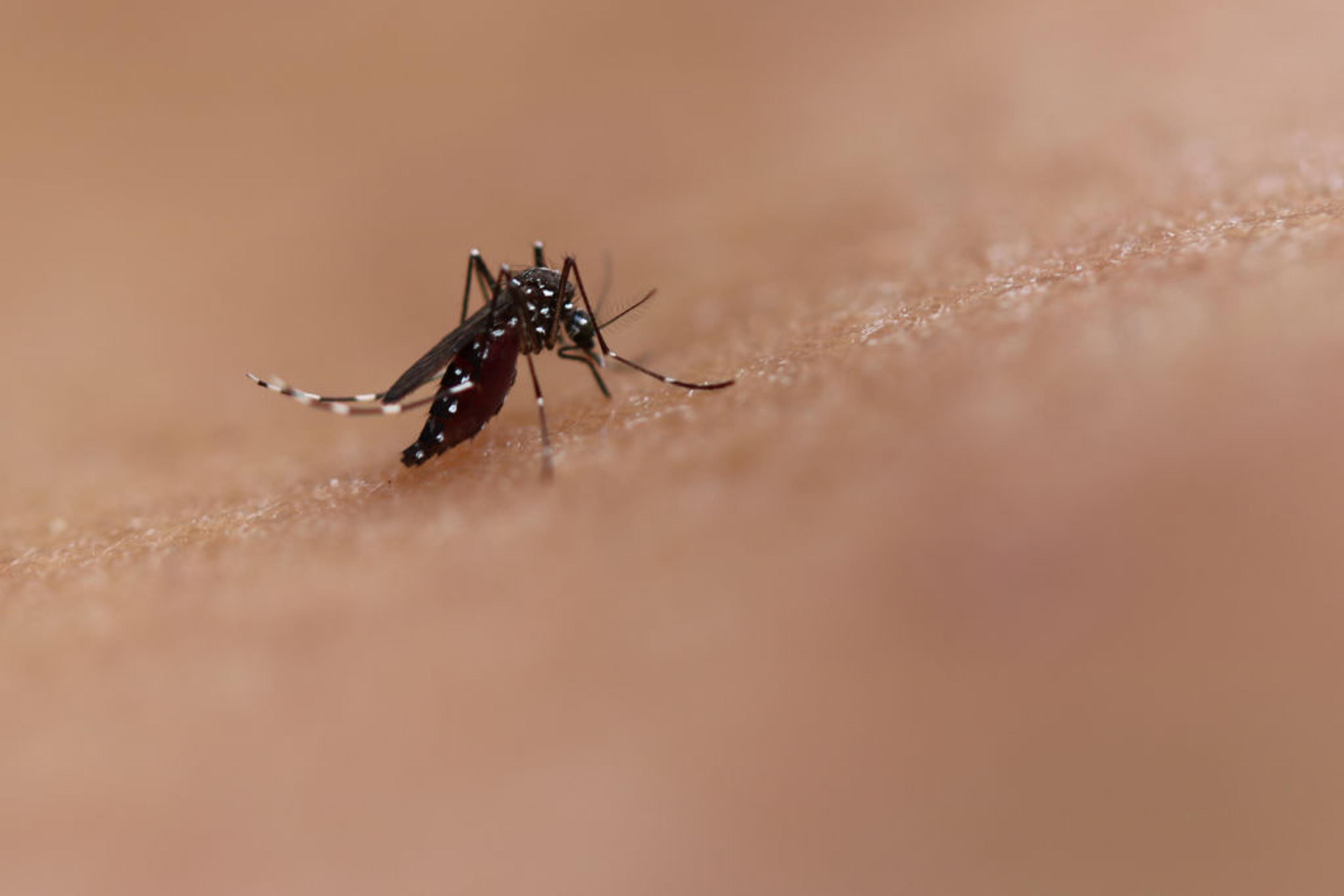 FAQ: Understanding the 2025 CHIKF Outbreak FAQ: Understanding the 2025 CHIKF Outbreak