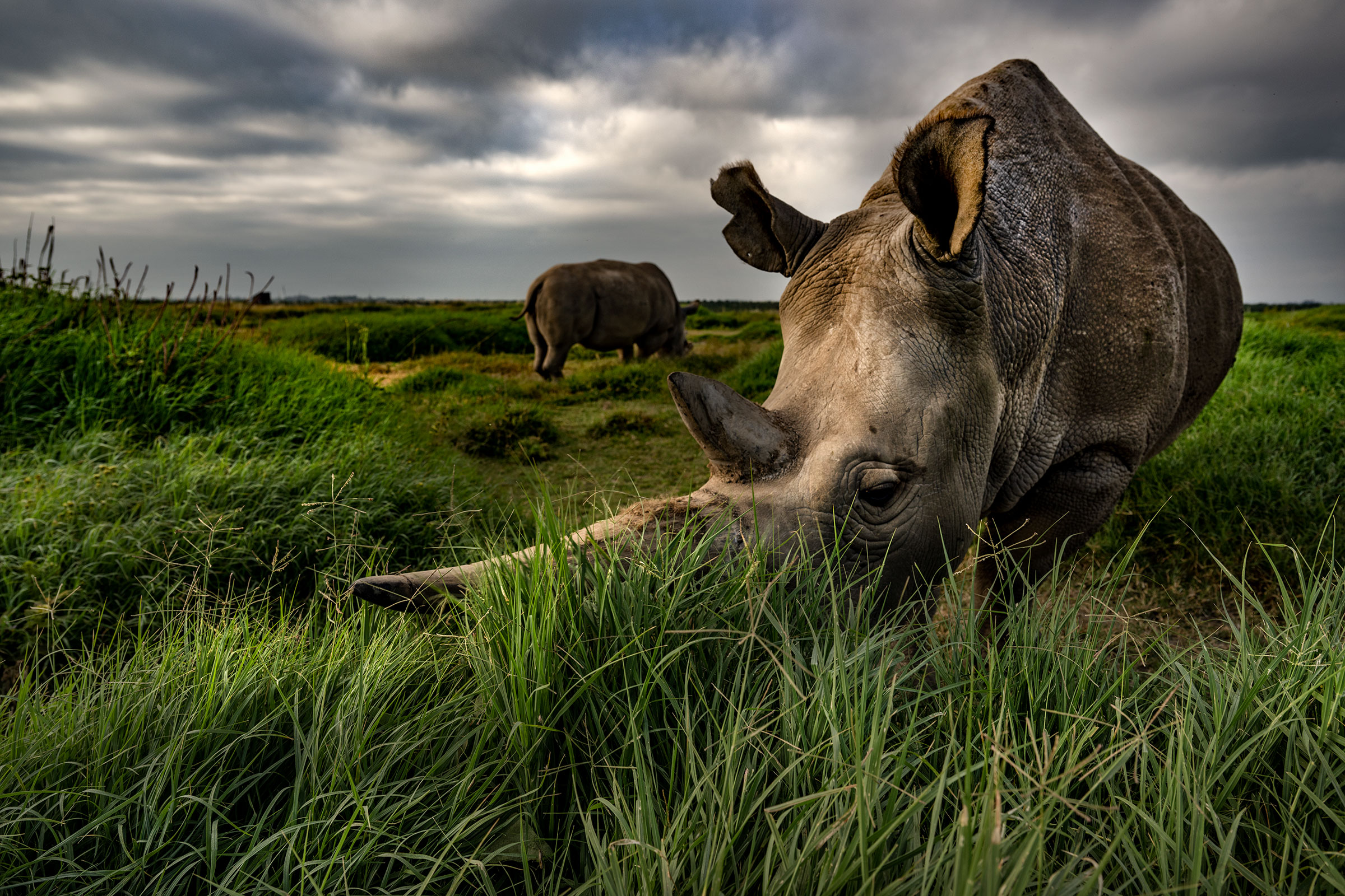 A Look at the Remarkable White Rhino Embryo Transplant