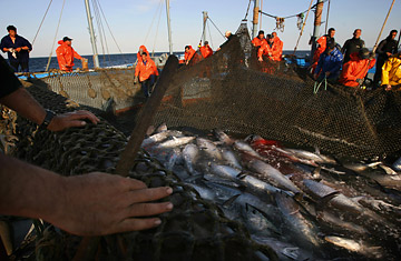 The Sushi Wars: Can the Bluefin Tuna Be Saved?