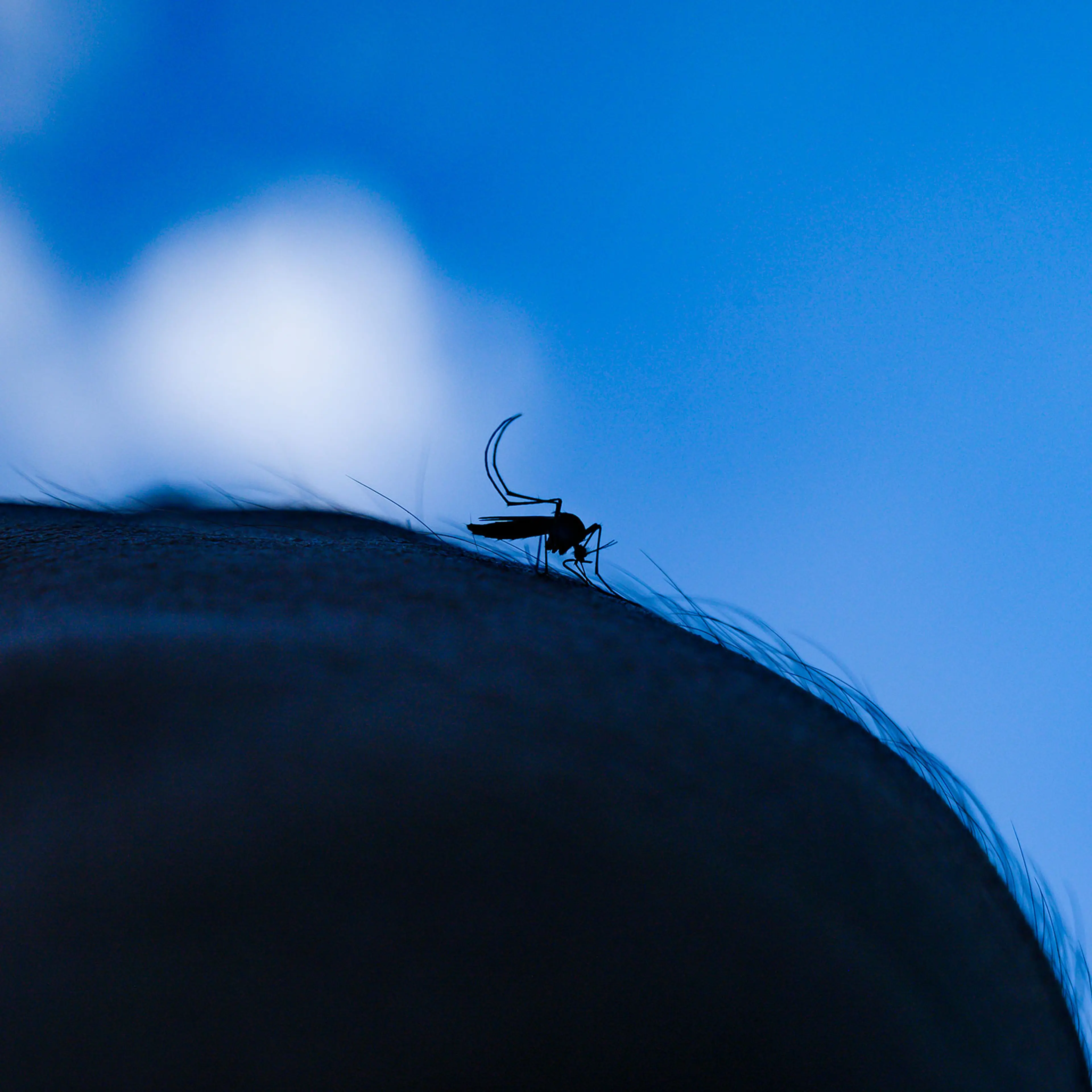 Aedes Mosquito - West Nile Virus
