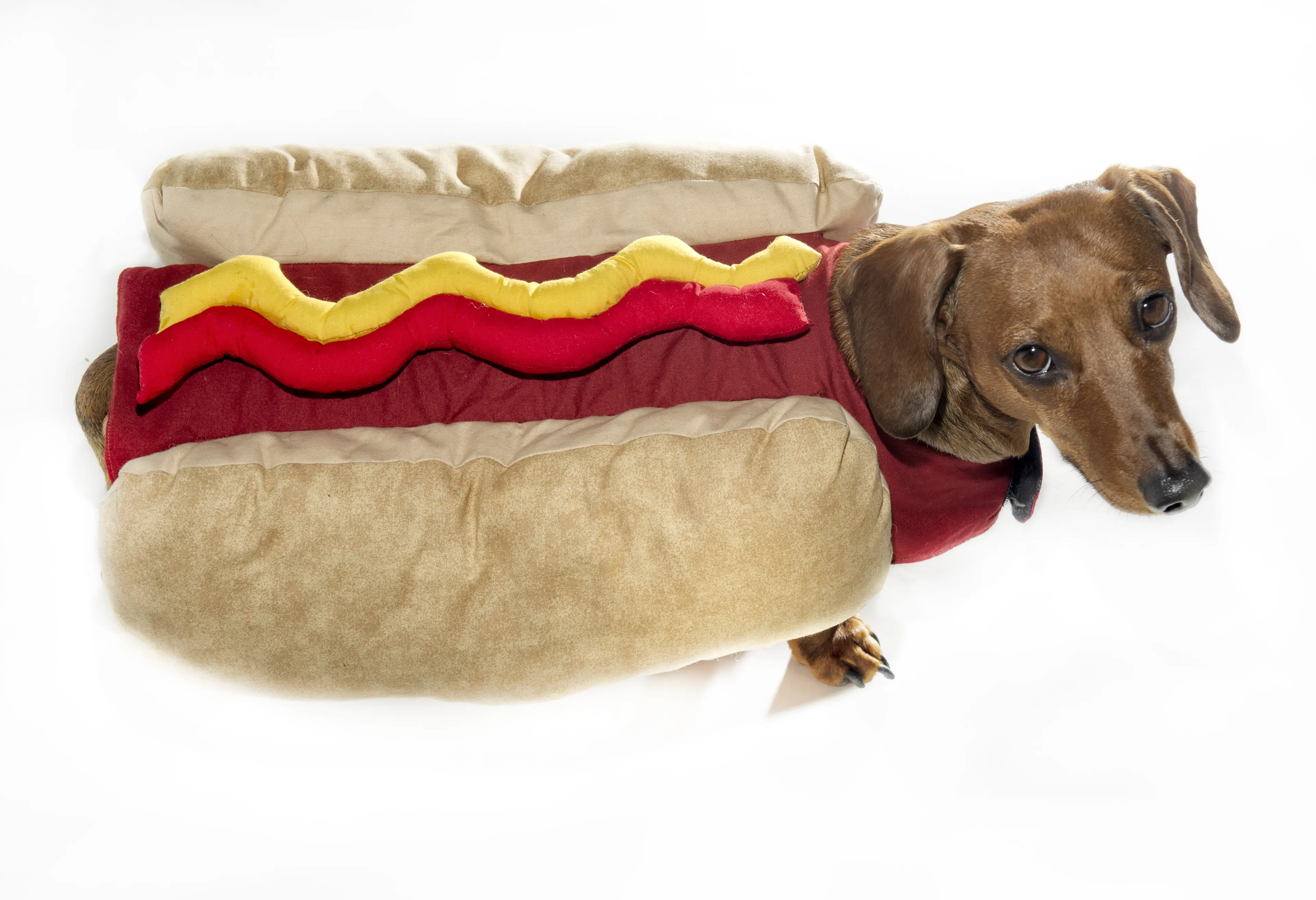 Sexy Halloween Costumes for Dogs, Pets and Humans Sexy Halloween Costumes for Dogs, Pets and Humans