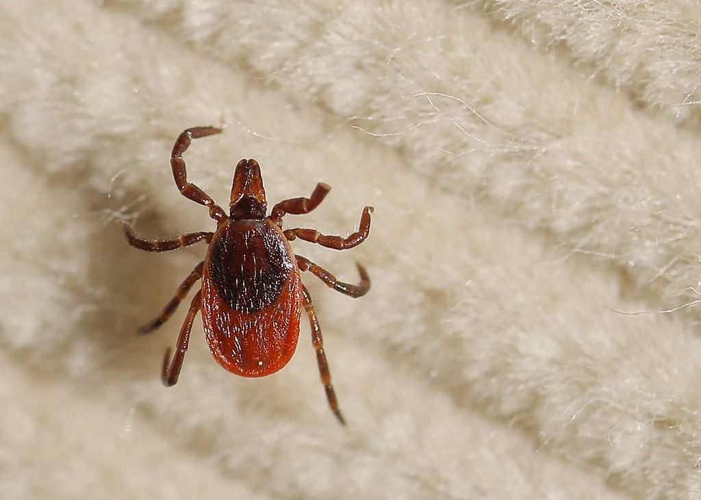 A female deer tick walks on a corduroy 'flag' that was swiped over underbrush.(Photo by Gregory Rec/Portland Press Herald via Getty Images)