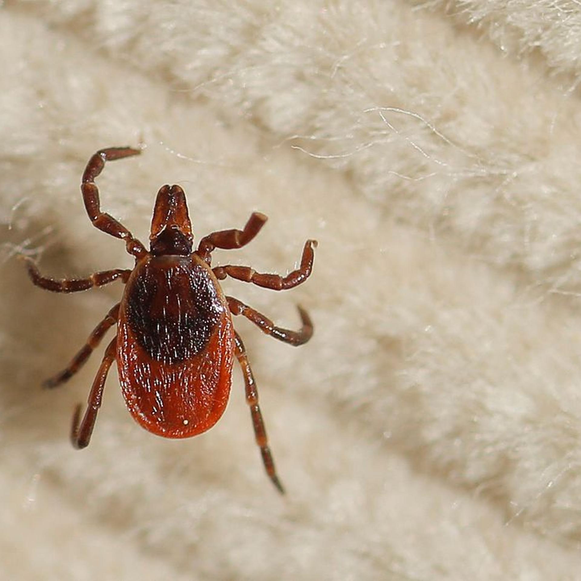 A female deer tick walks on a corduroy 'flag' that was swiped over underbrush.(Photo by Gregory Rec/Portland Press Herald via Getty Images)