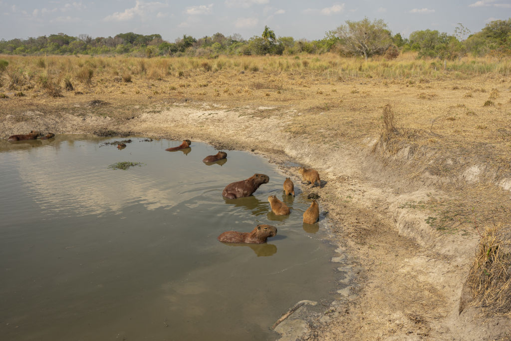 Why Capybaras 'Invaded' a Rich Gated Community in Argentina