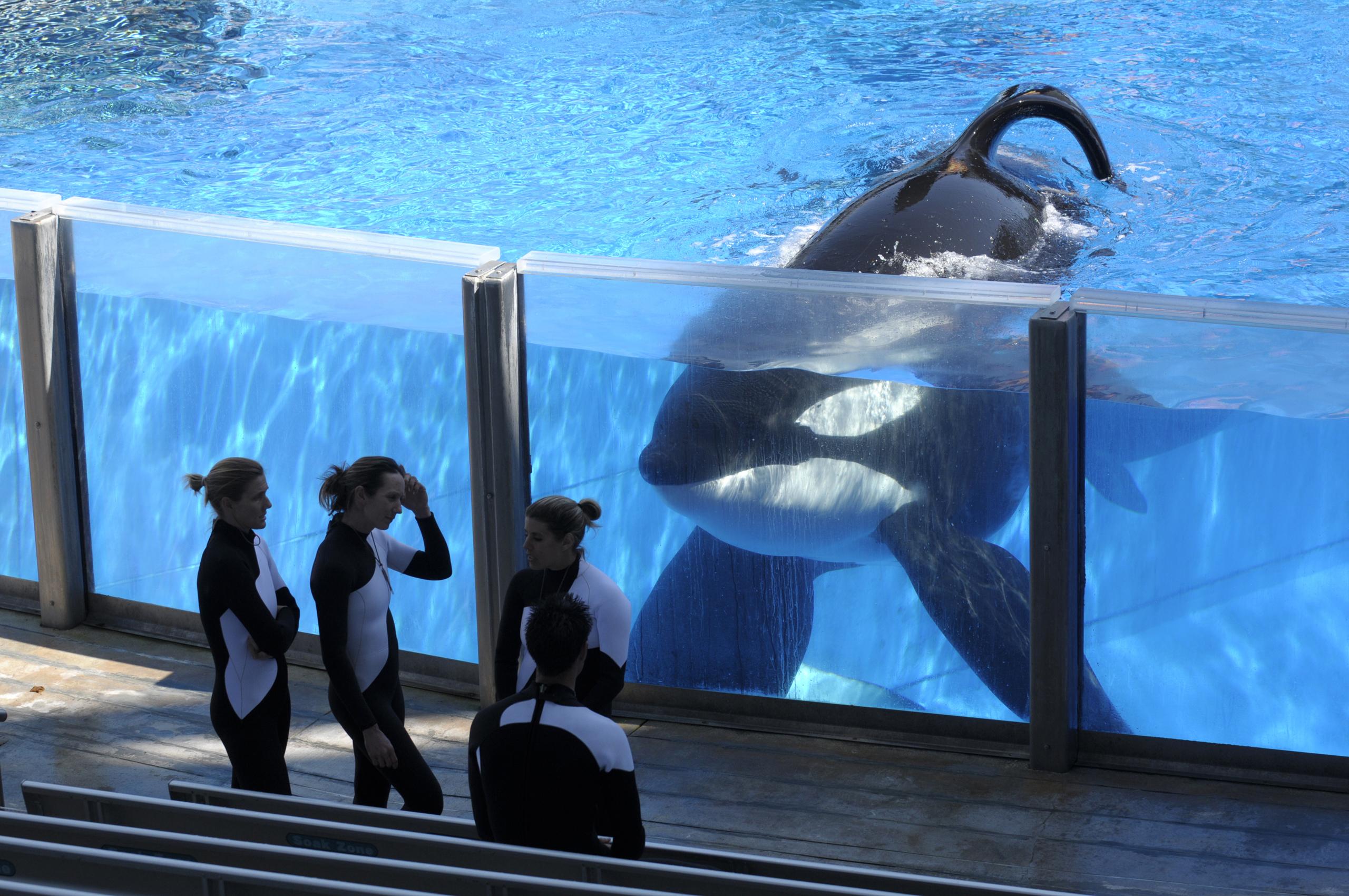 SeaWorld Killer Whale That Killed Its Trainer Dies