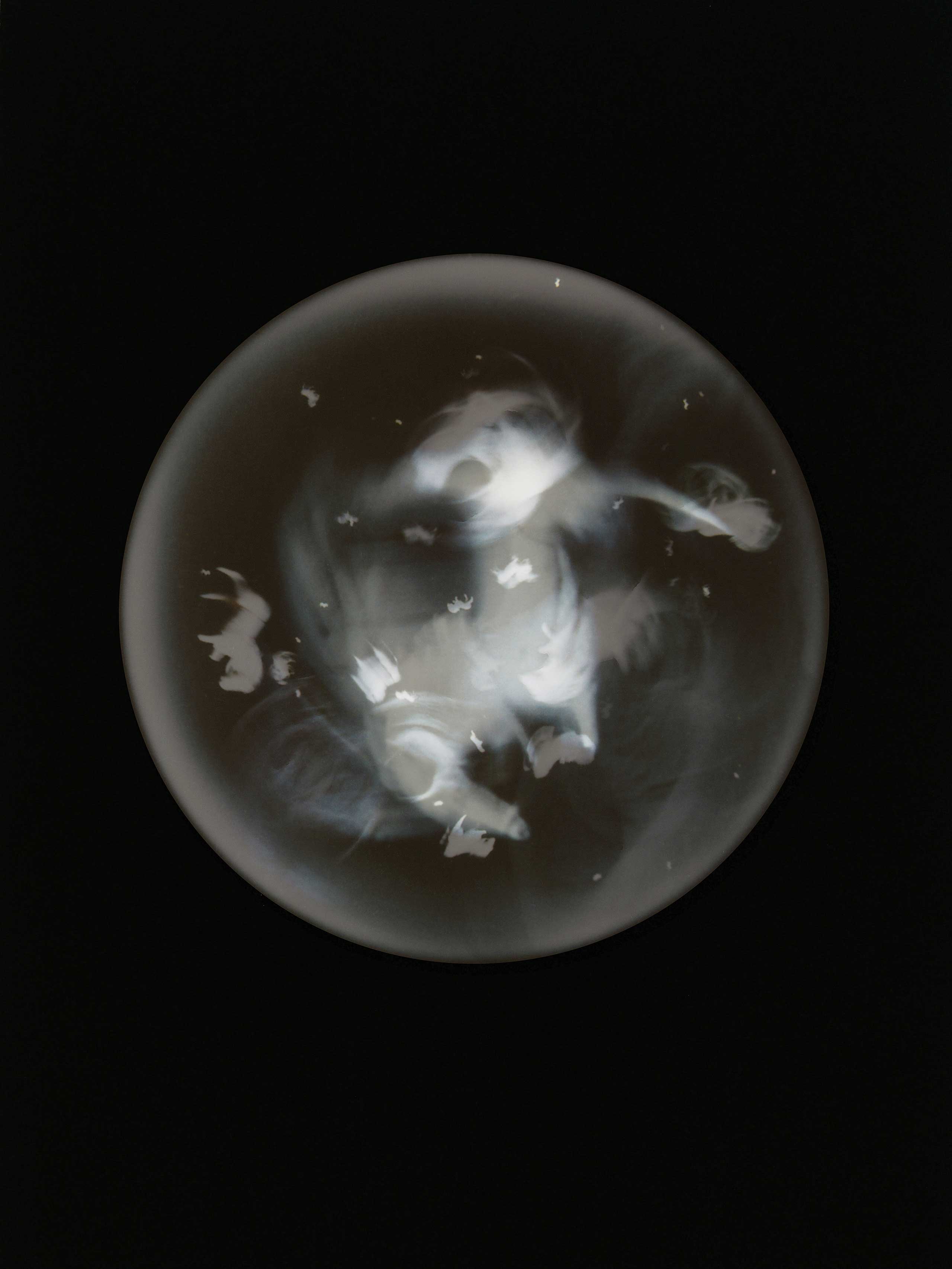 Plamacina retroversta ic. III. (White plastic horse). Specimen collected from Cobh shoreline, Cove of Cork, Ireland.
From the series: ‘Beyond Drifting: Imperfectly Known Animals’.