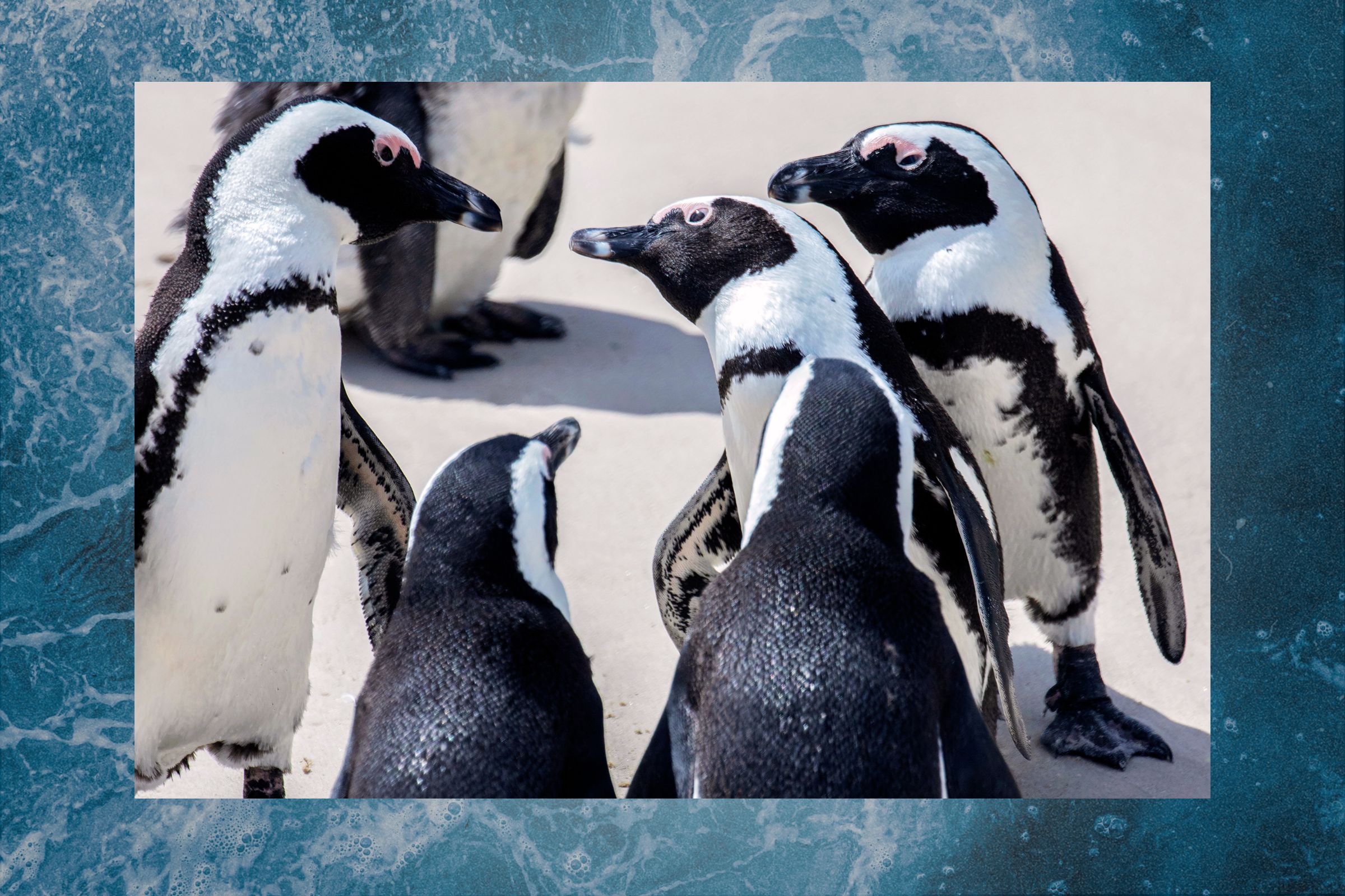 African Penguins on the beach at the Boulders Penguin Colony, part of the Table Mountain National Park, on Feb. 9, 2022 in Simonstown in South Africa's Western Cape province.