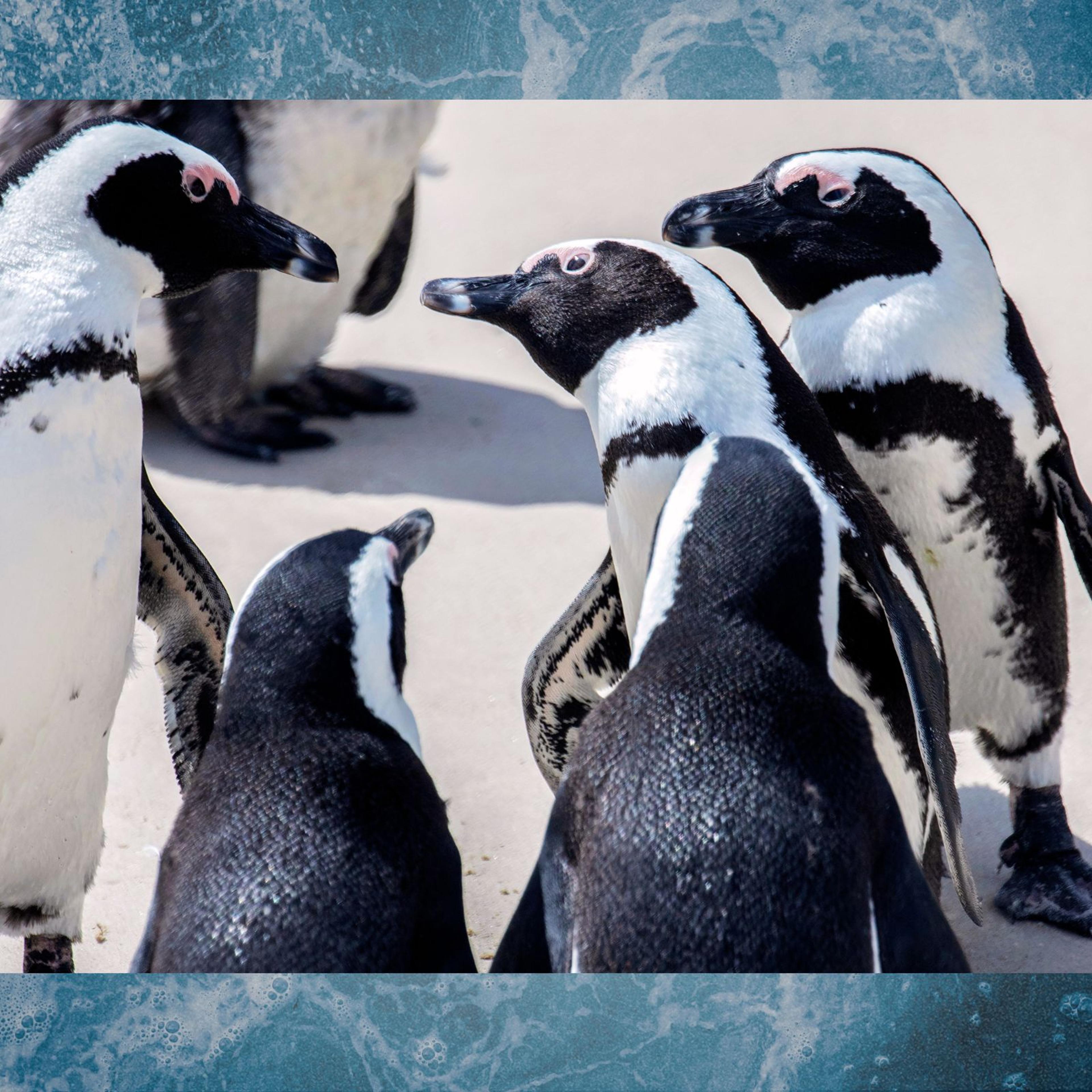 African Penguins on the beach at the Boulders Penguin Colony, part of the Table Mountain National Park, on Feb. 9, 2022 in Simonstown in South Africa's Western Cape province.