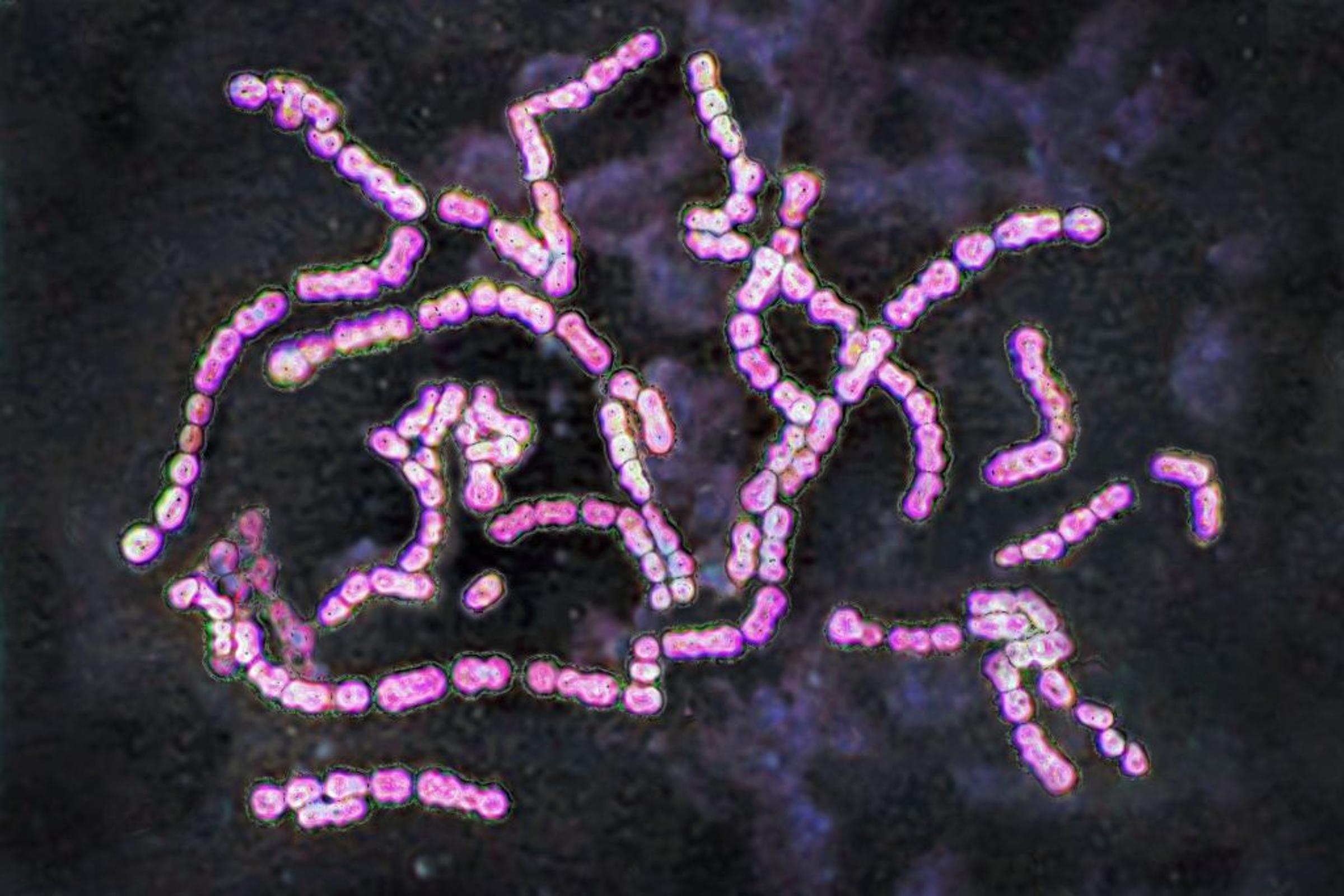 Invasive Step A Invasive Strep Infections Are Rising in the U.S.