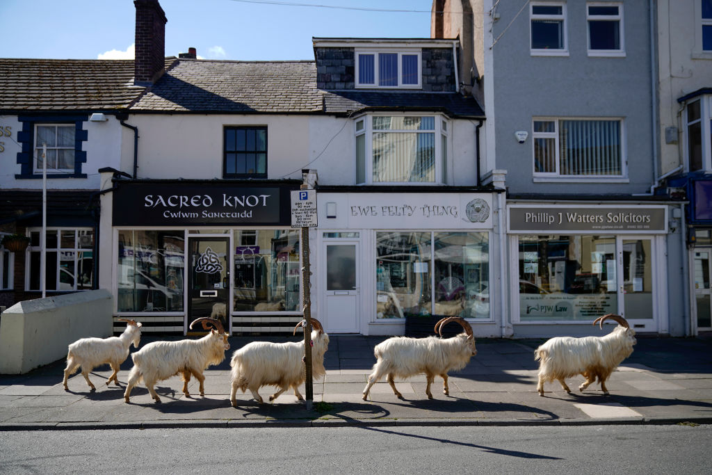Llandudno Goats roam town