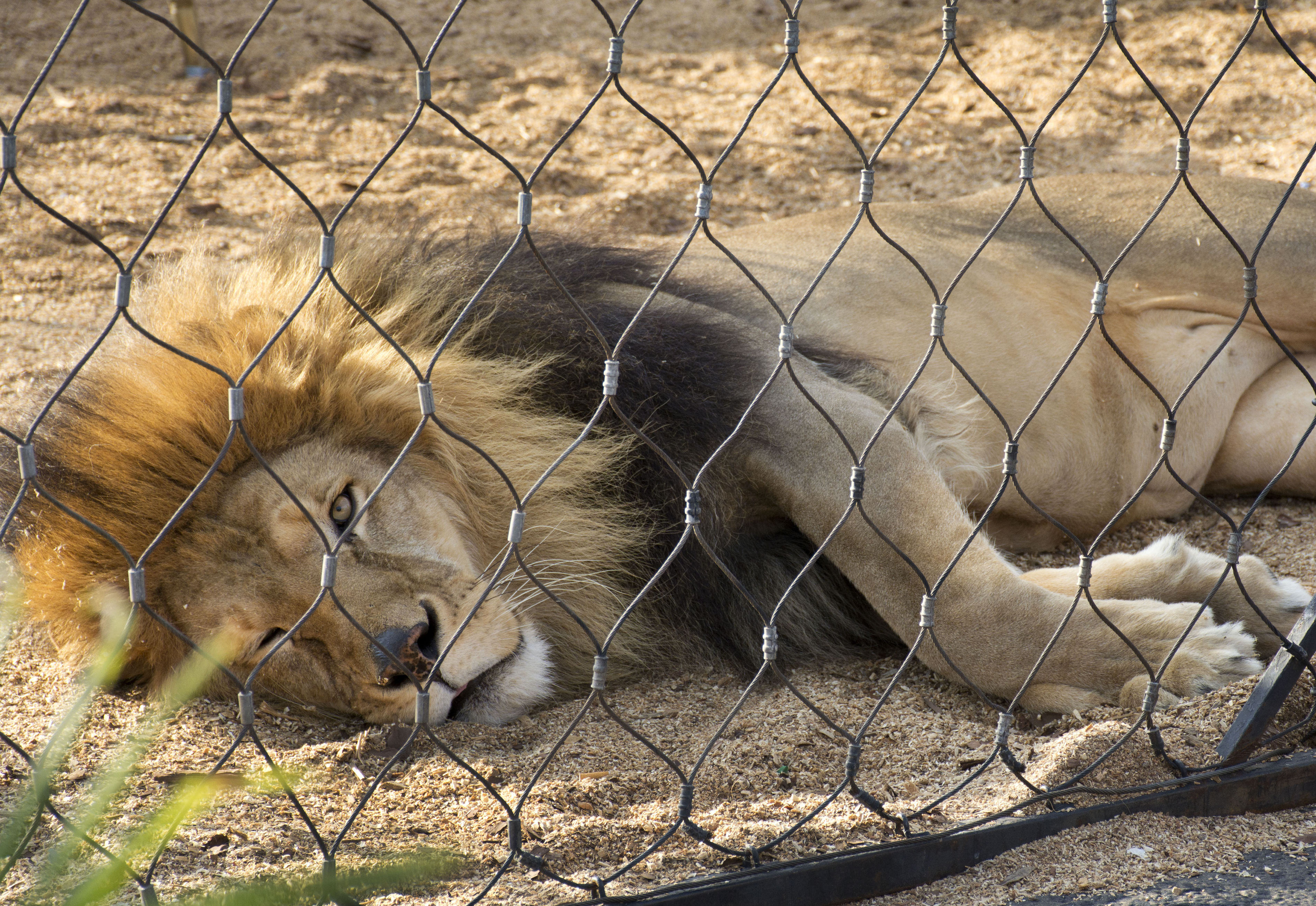 Caged male lion