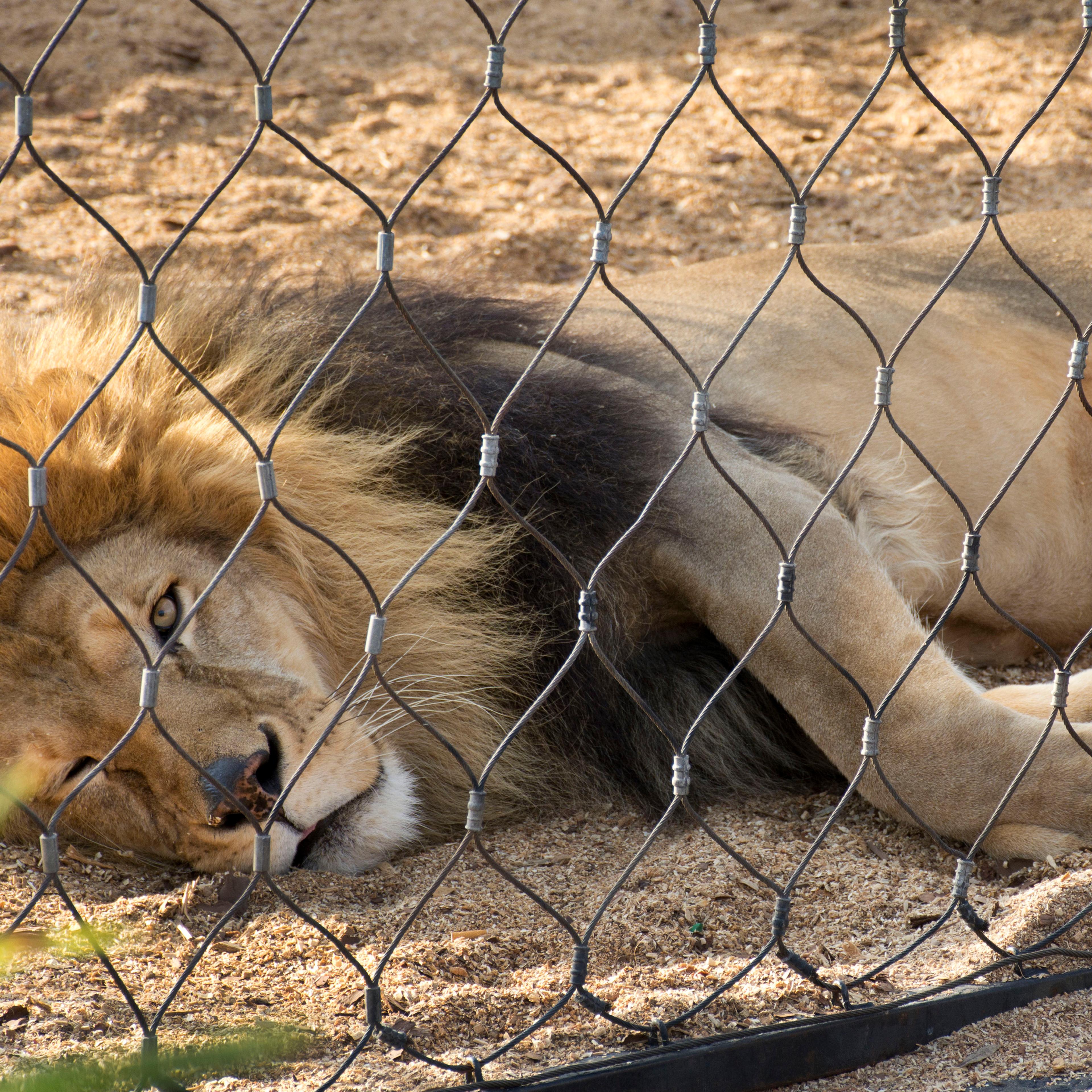 Caged male lion