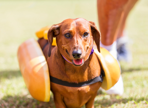 Heinz Super Bowl Ad: Stampede of Weiner Dogs
