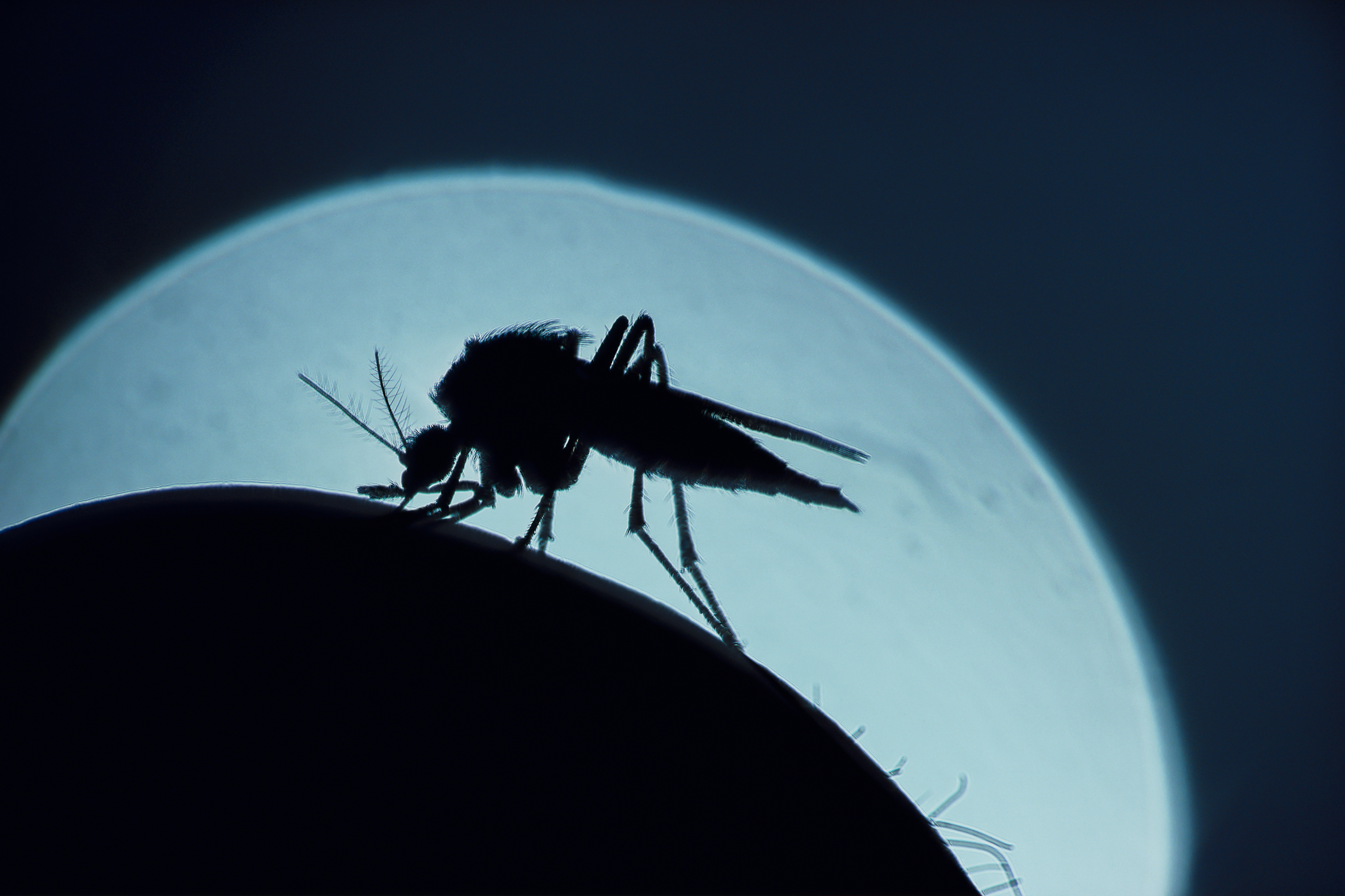 malaria U.S. Florida
