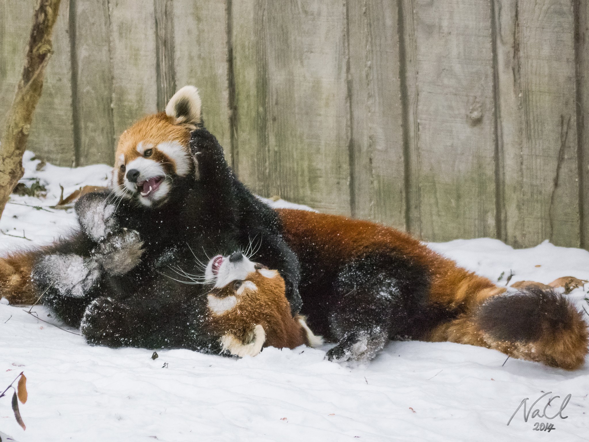 Red Pandas Play in Snow at Cincinnati Zoo
