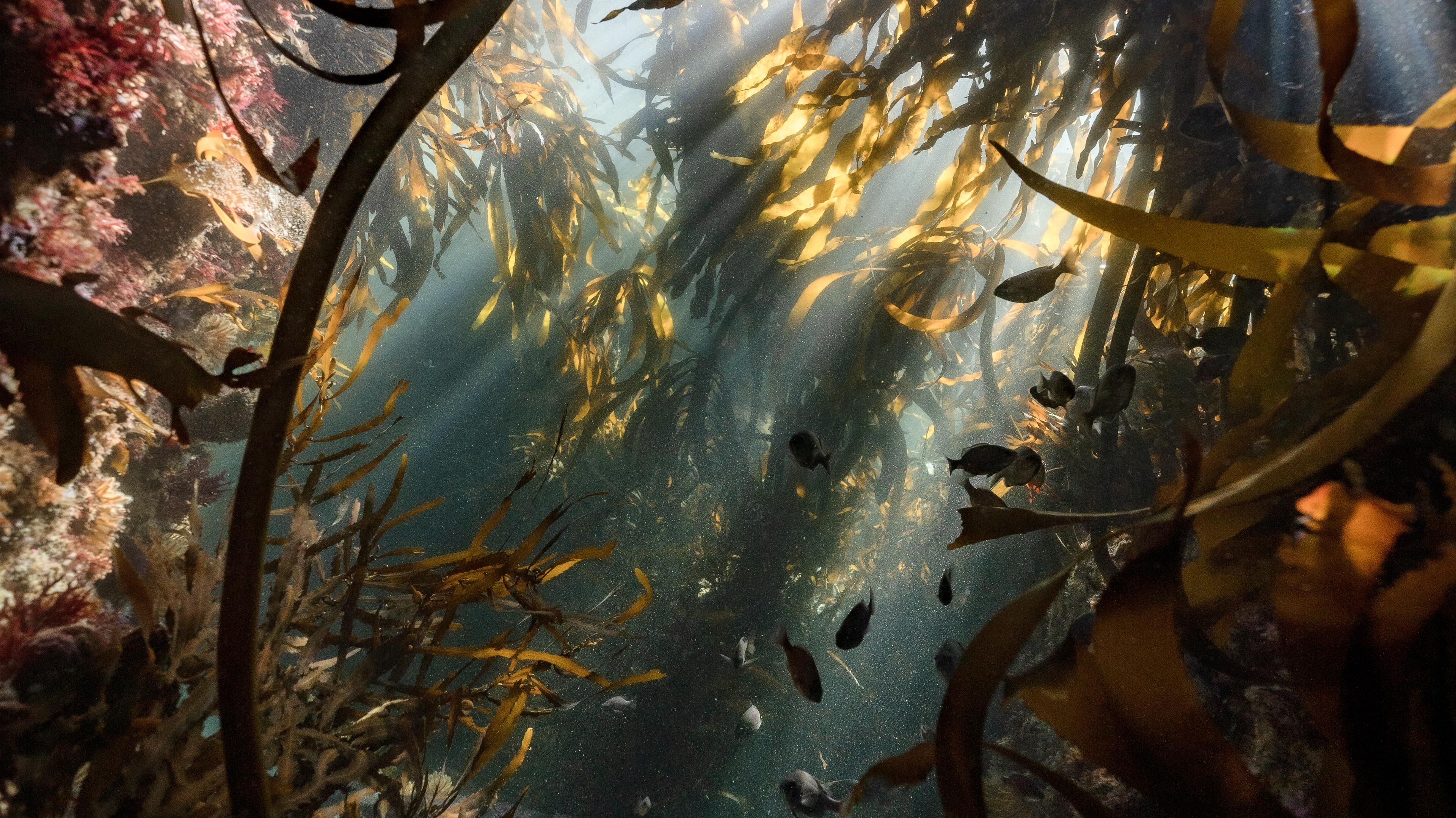 The Power Hiding in Underwater Forests