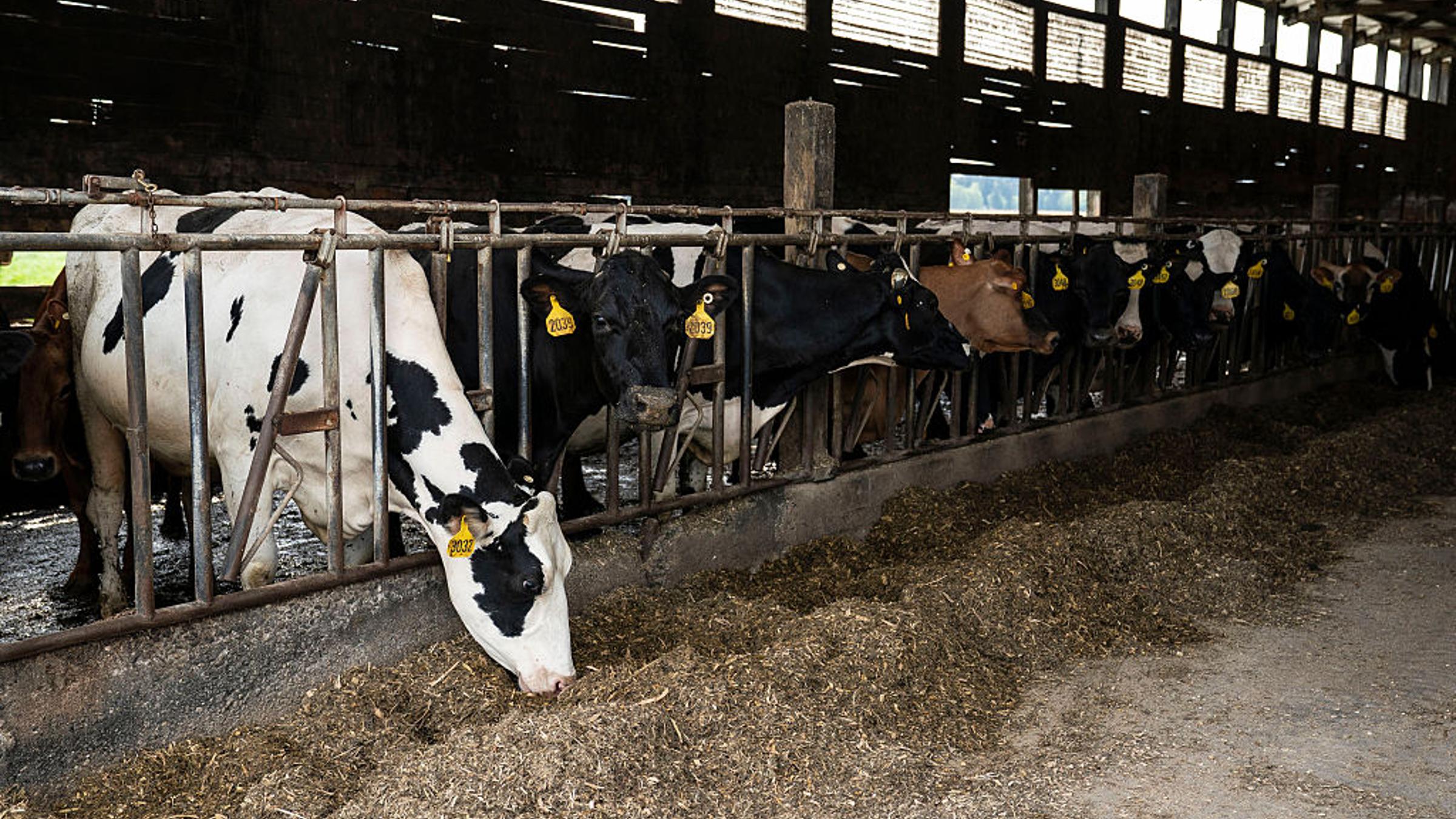 Study finds 98% of meat and dairy pledges are greenwashing