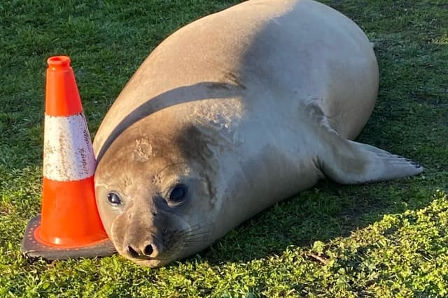 Neil the Seal From Tasmania: Tracking the Internet Sensation