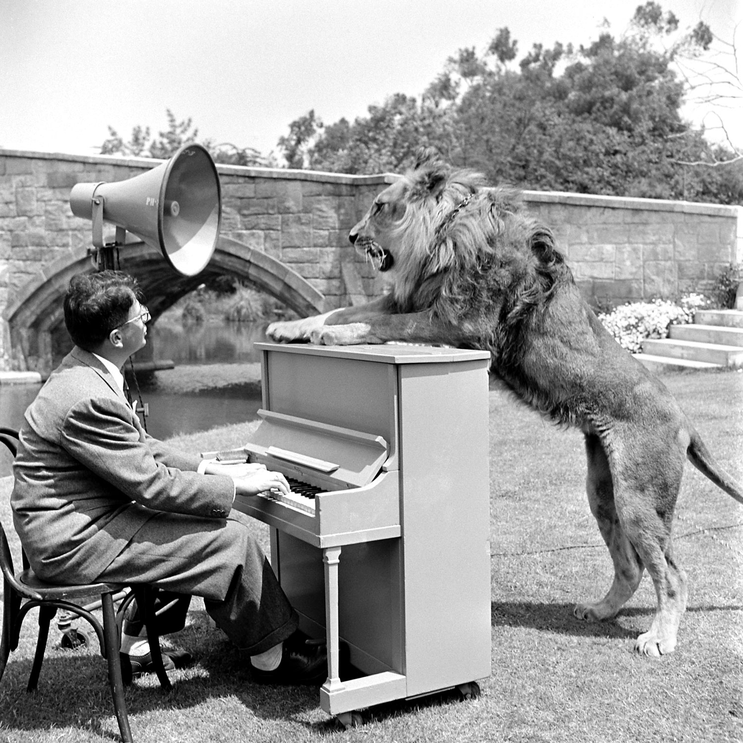 Humeston's attempts to put Fagan in circuses and zoos were unsuccessful, but finally the Humane Society at Monterey, California, agreed to take in the big cat. (Humeston was particularly overjoyed because it was only seven miles from his base, meaning he could frequently visit his pet.) But this was not to be the end of Fagan's journey. Above: MGM associate producer Sidney Franklin Jr. -- more on him in a bit -- gives Fagan a voice test.
