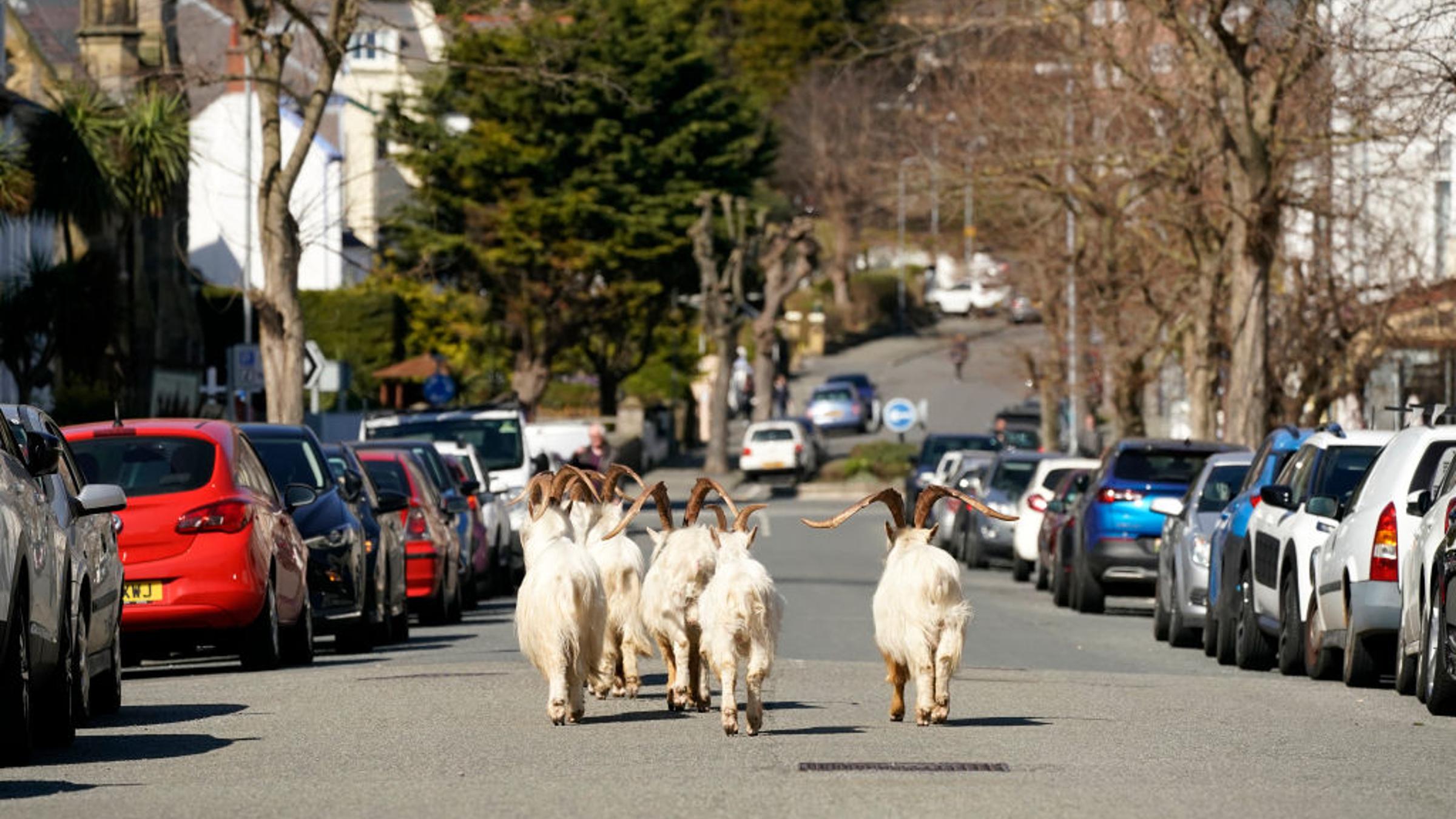 Llanndudno Goats walk around Wales