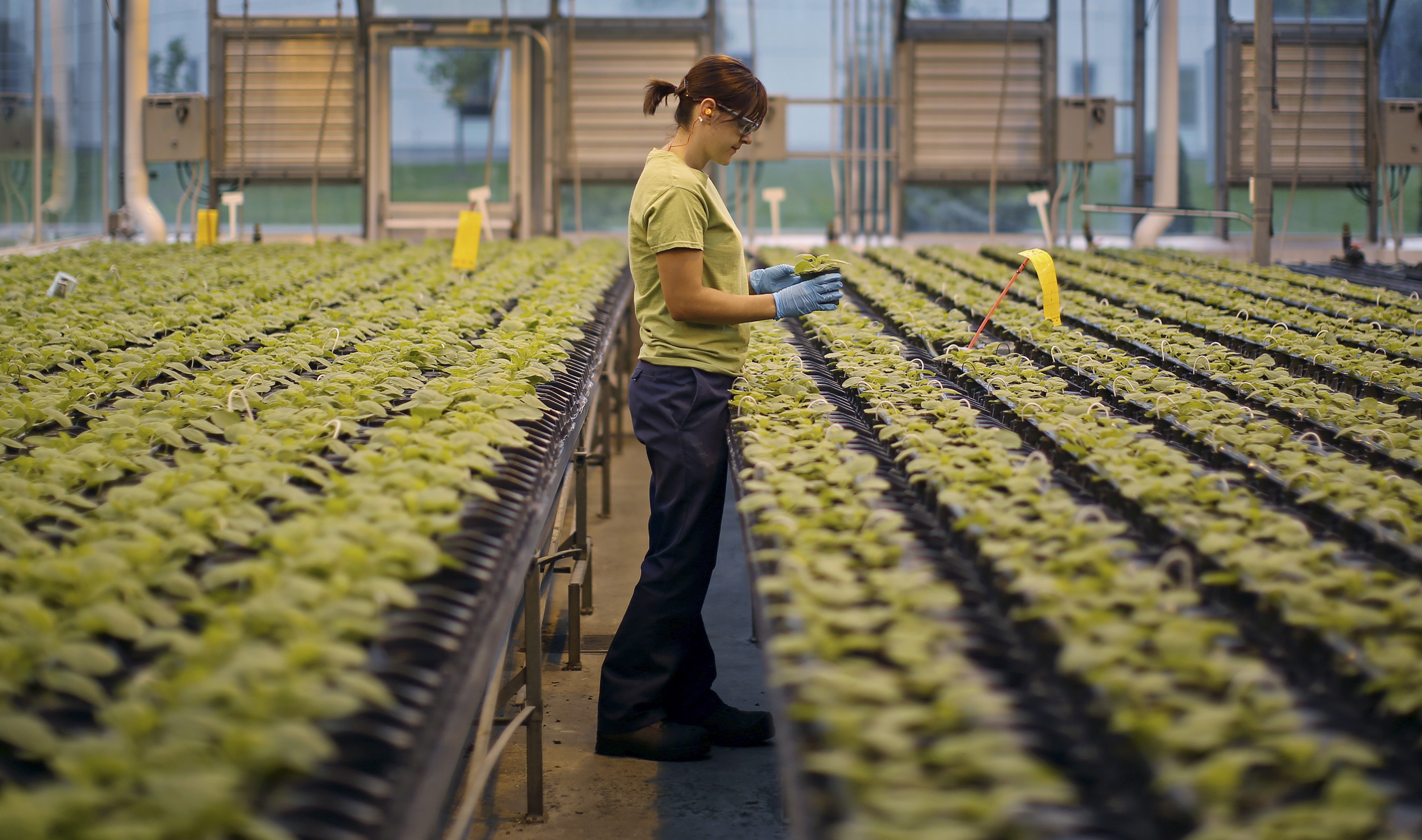 ebola tobacco Ebola Drug Made By Tobacco Plants