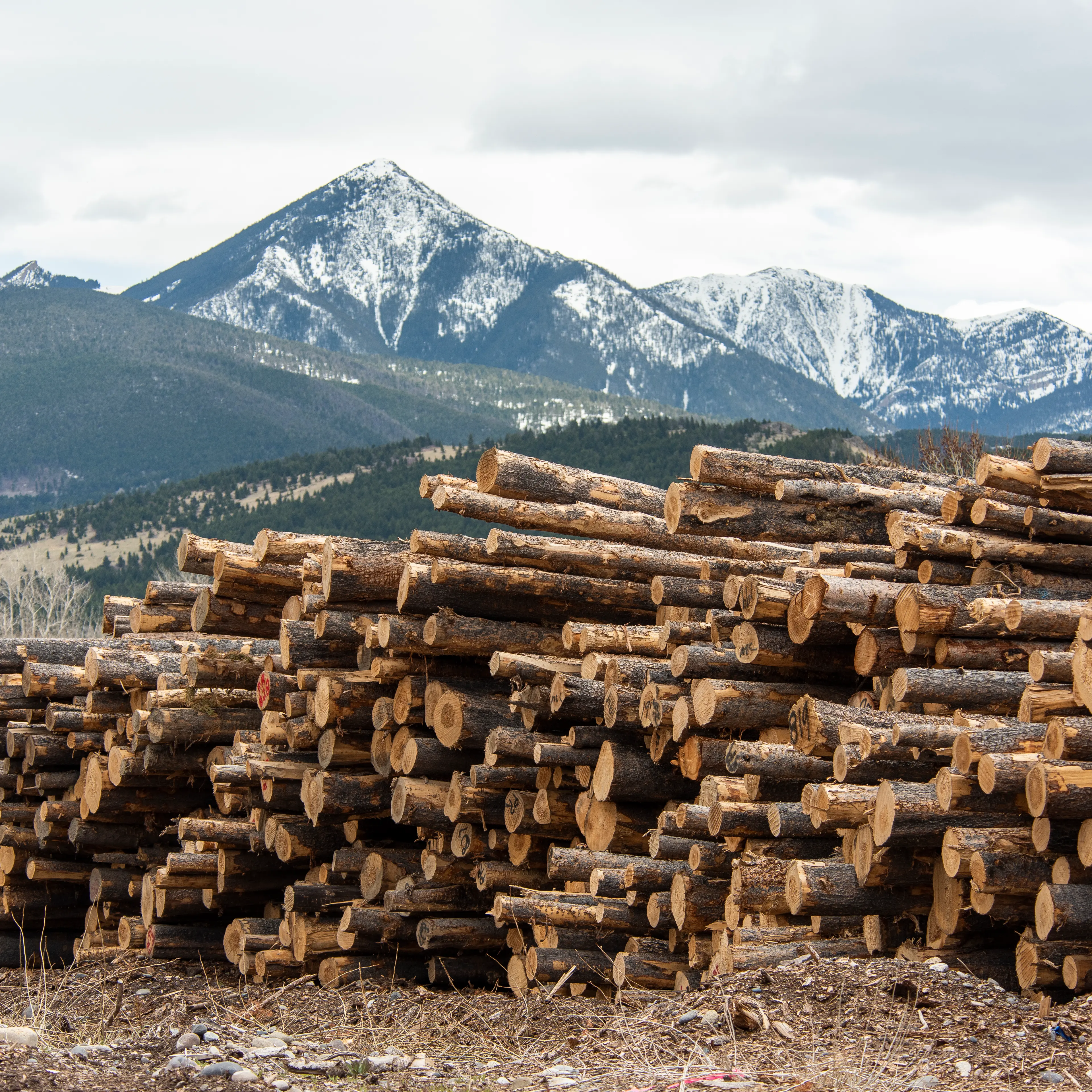 Processing Mill In Montana Runs At Full Capacity As Lumber Prices Soar