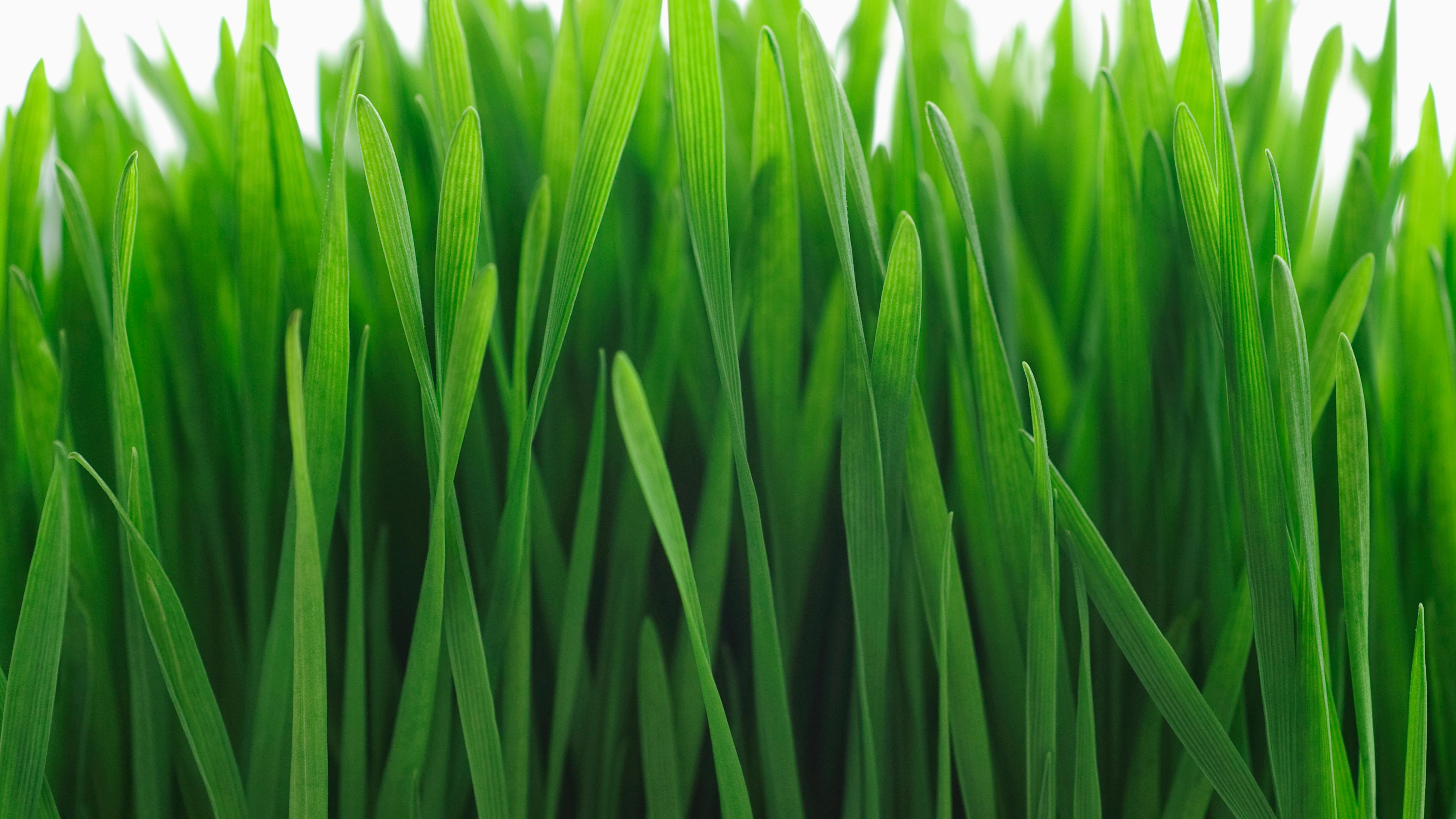 Green Beer Day: St. Patricks Day and Green Beer Food Coloring