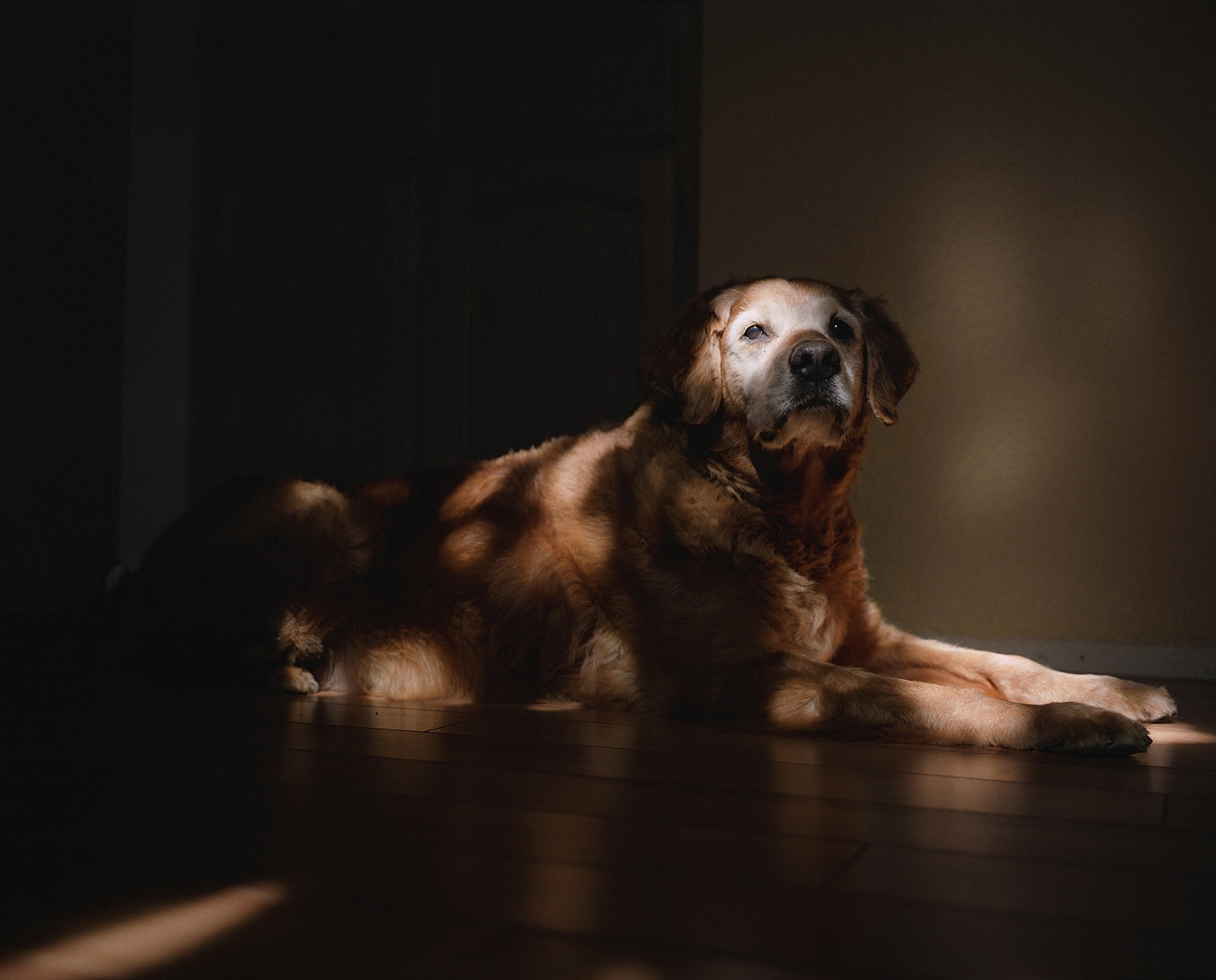 The Heart of a Beast: Charlotte Dumas' Poignant Animal Photography The Heart of a Beast: Charlotte Dumas' Poignant Animal Photography
