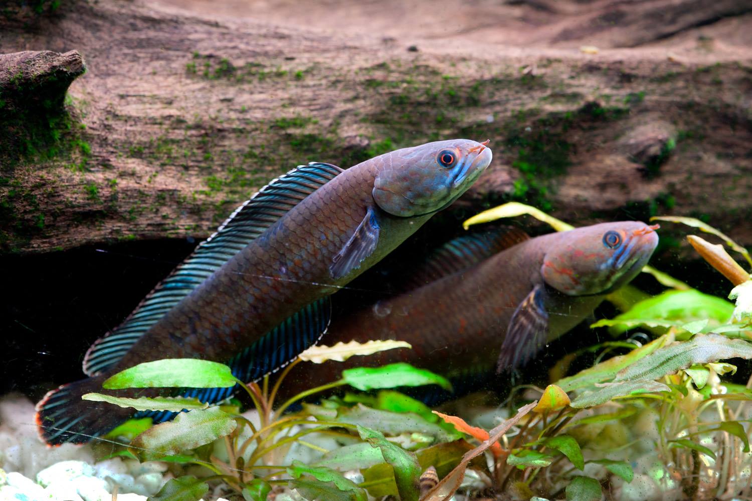 See Some of the Over 200 Newly Discovered Himalayan Animals