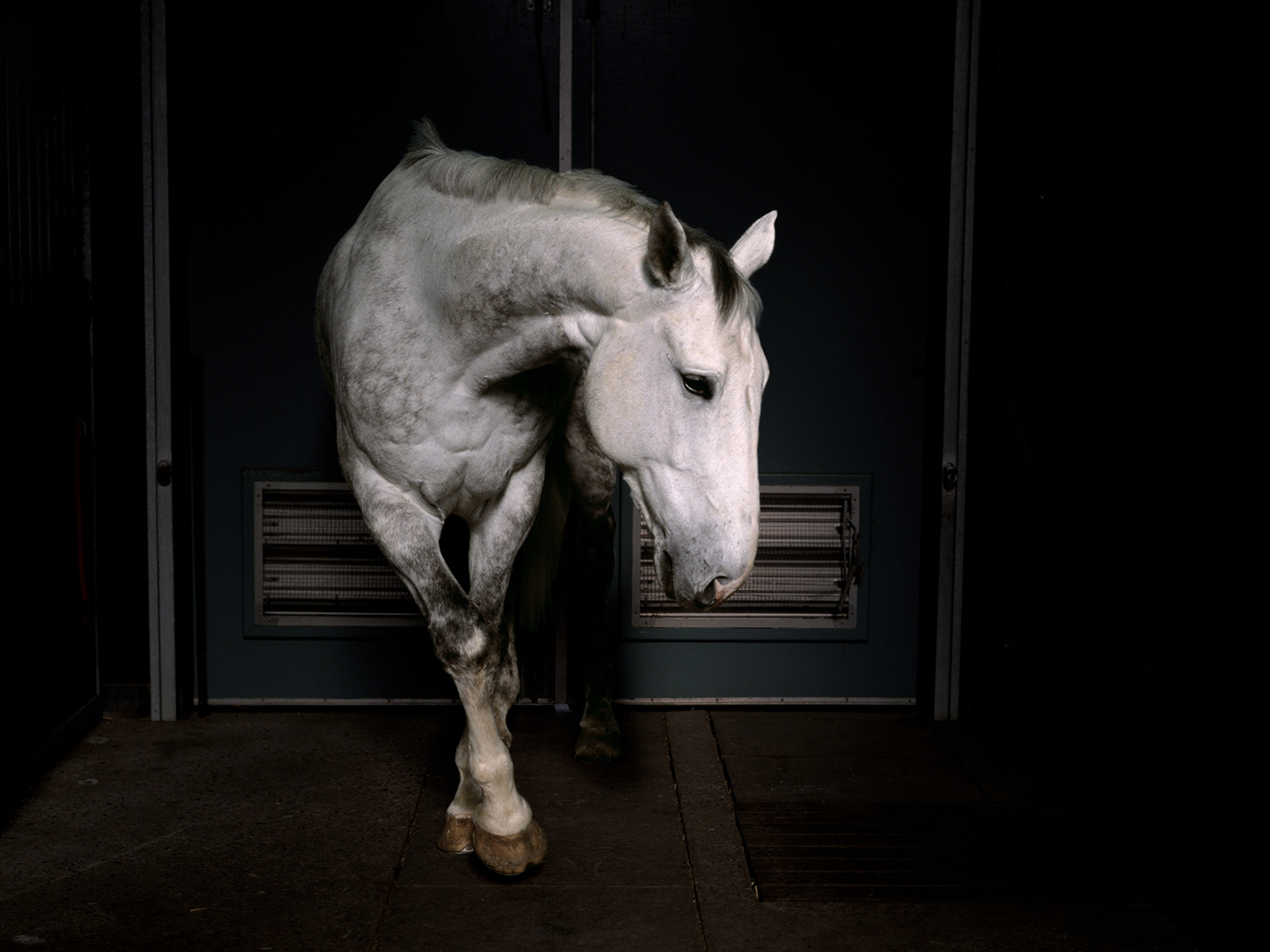 Charlotte Dumas写真集「REPOSE」狼　犬　競走馬　サーカス　虎 The Heart of a Beast: Charlotte Dumas' Poignant Animal Photography