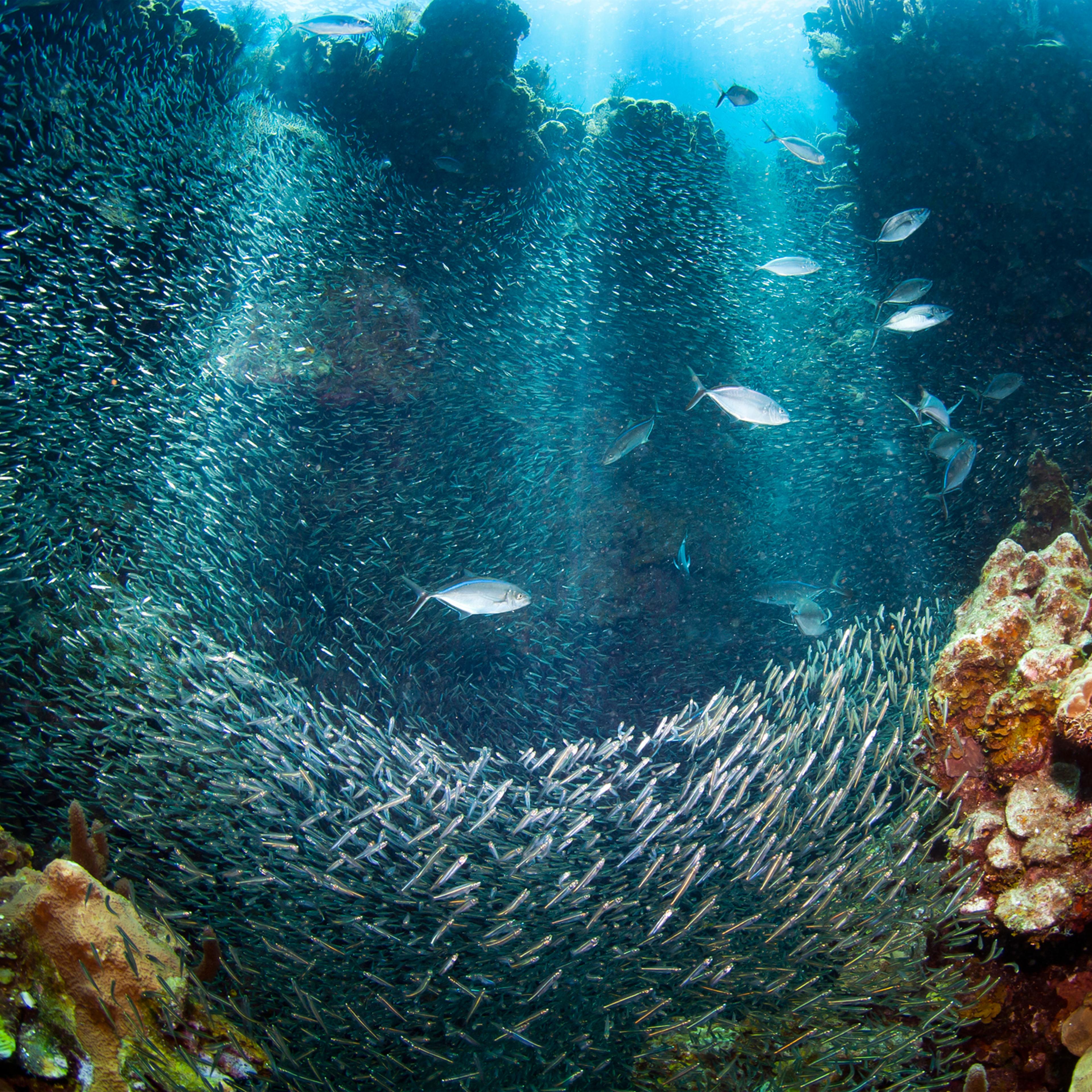 Big school of silverside with bar jack