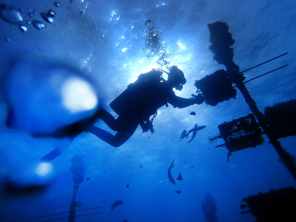 global warming, coral restoration, coral restoration foundation, Florida Keys,