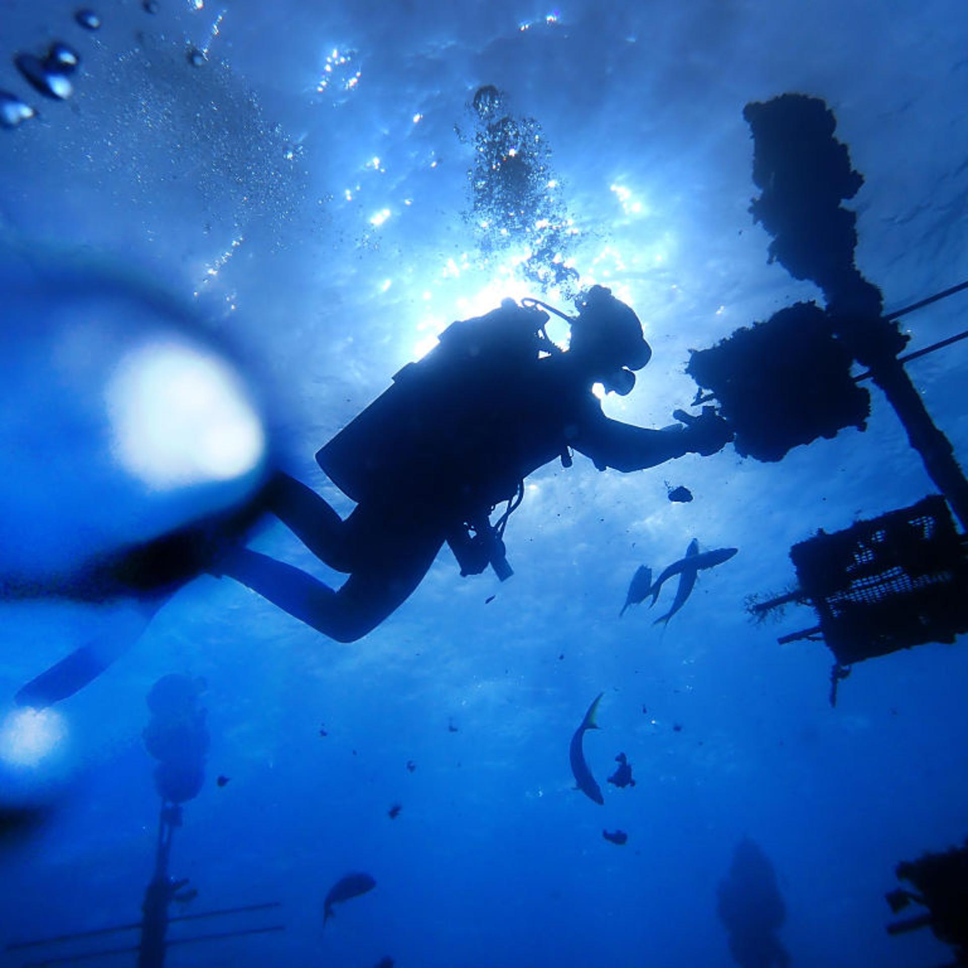 global warming, coral restoration, coral restoration foundation, Florida Keys,