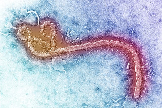 We Now Know More About Sexually Transmitted Ebola