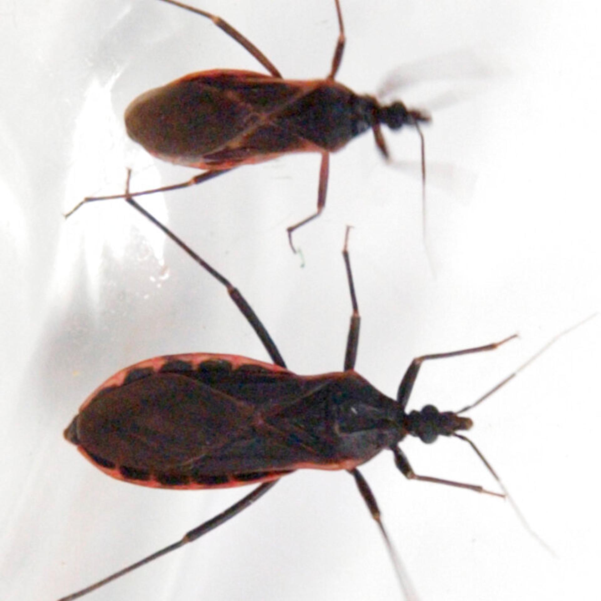 KISSING BUGS